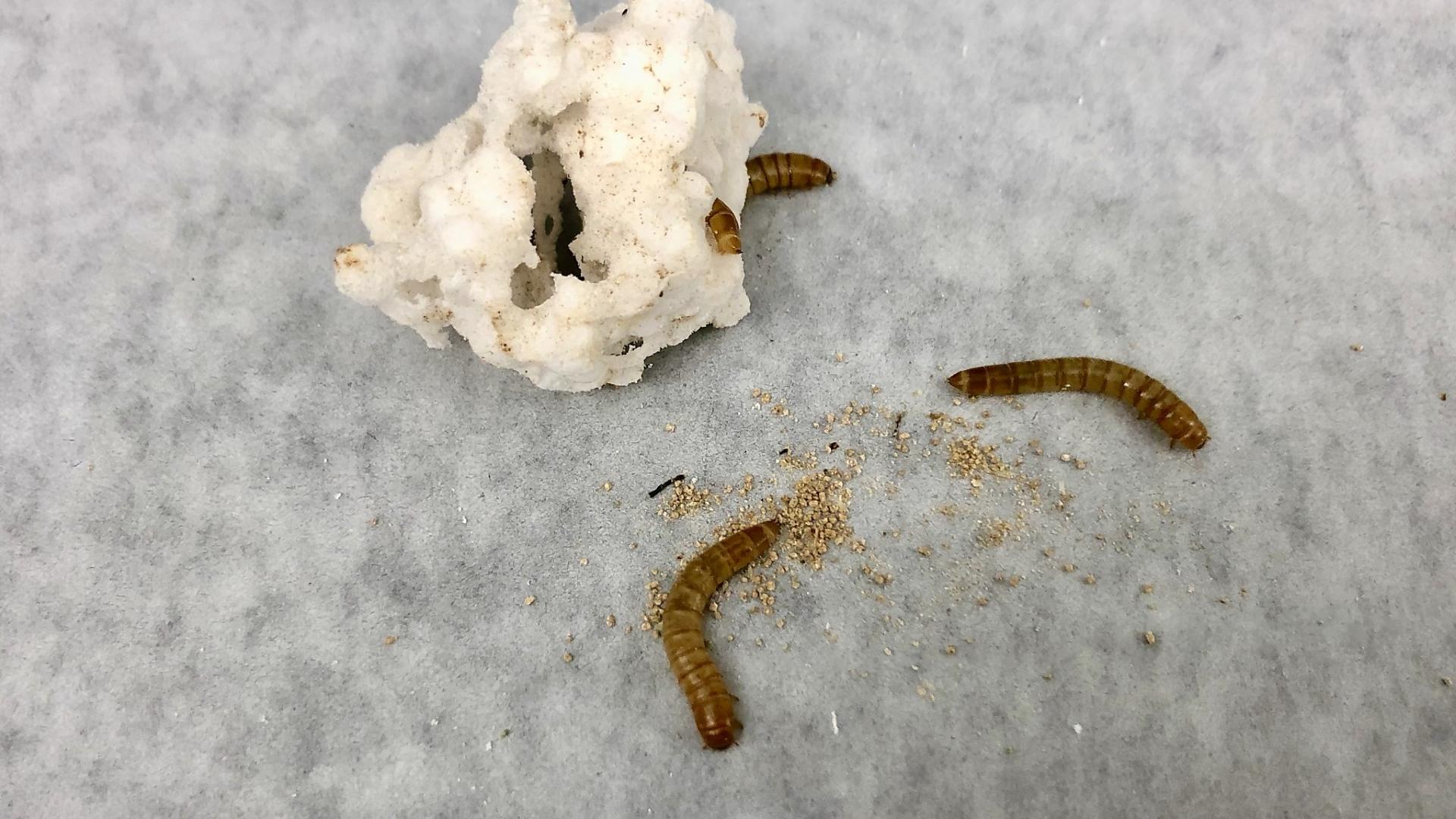 Мучные черви едят пластмассу безопасно