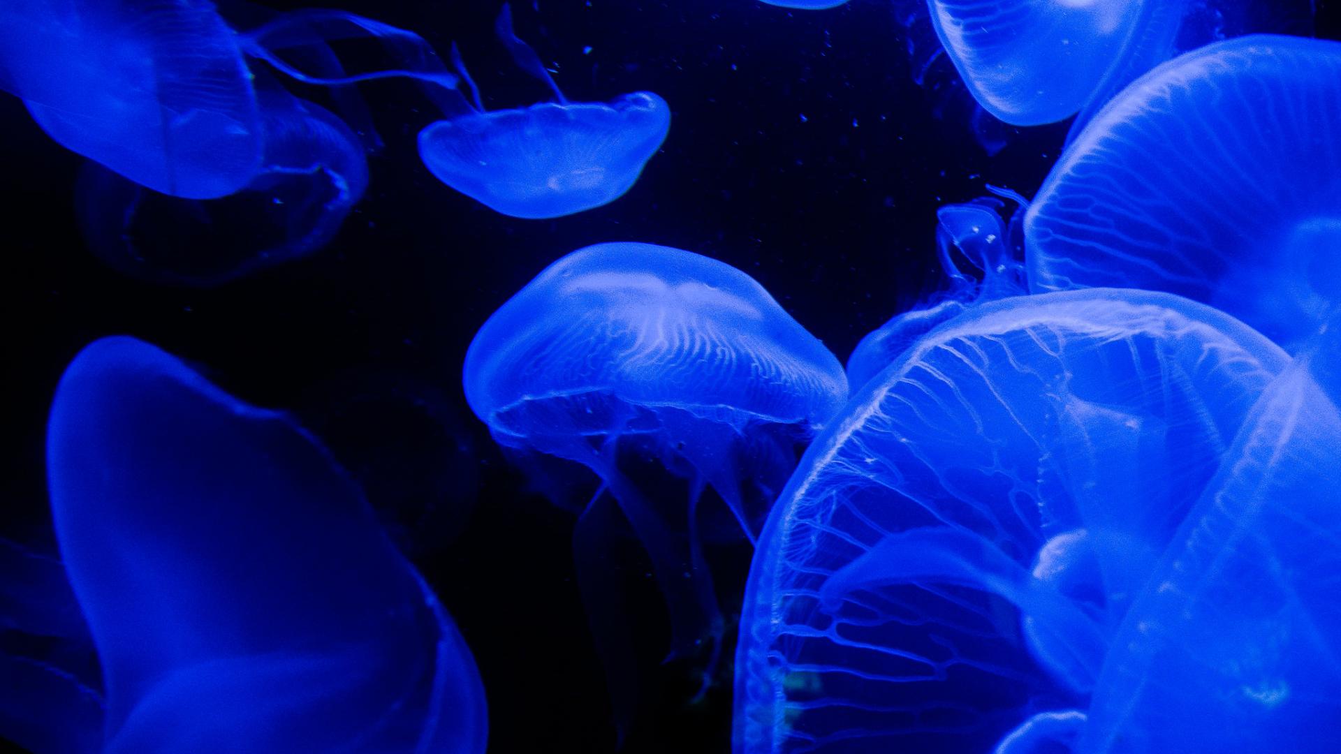 Биологи научились контролировать движения медуз и ускорили их втрое
