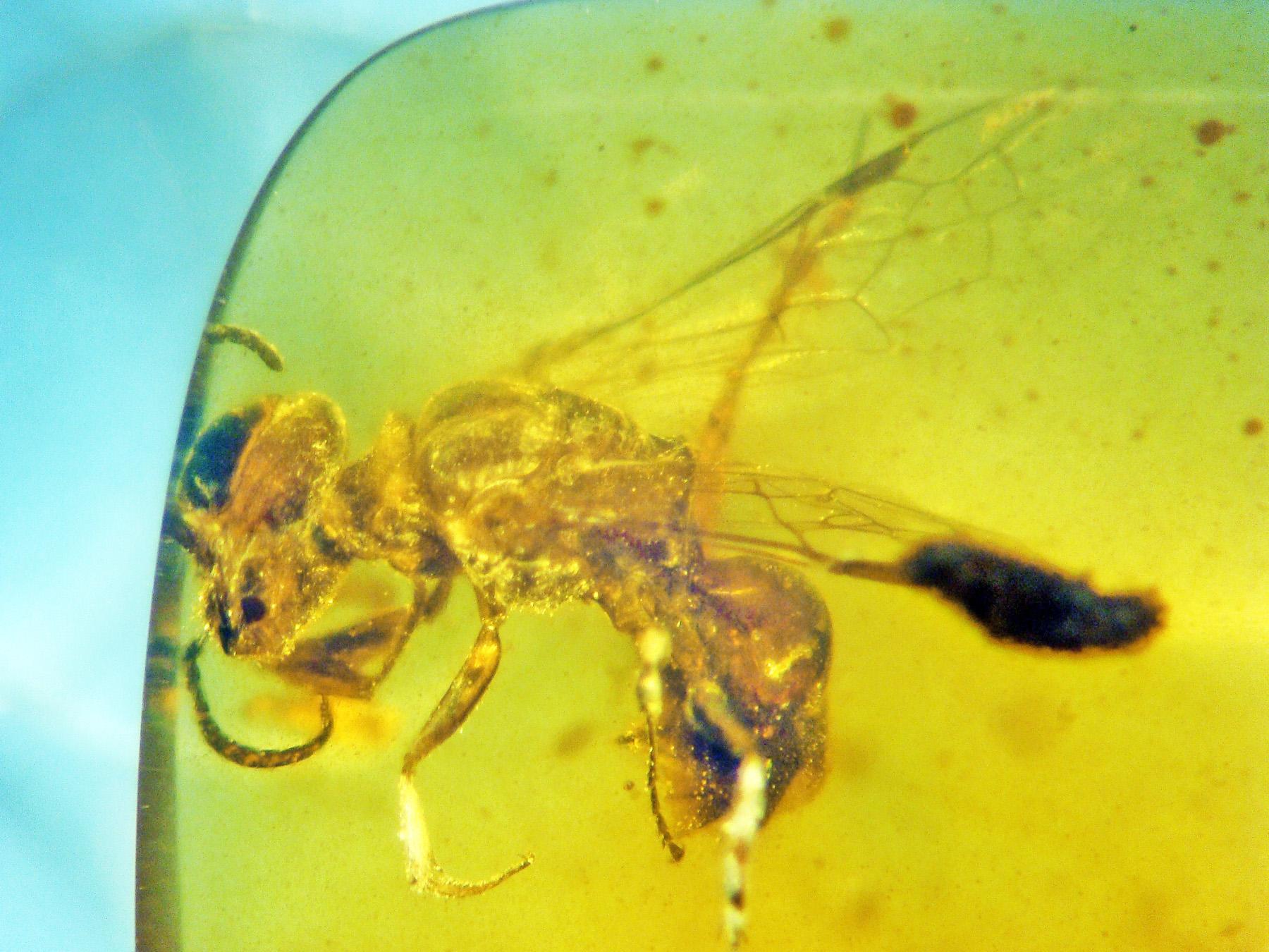 Палеонтологи нашли «переходное звено» между осами и пчелами