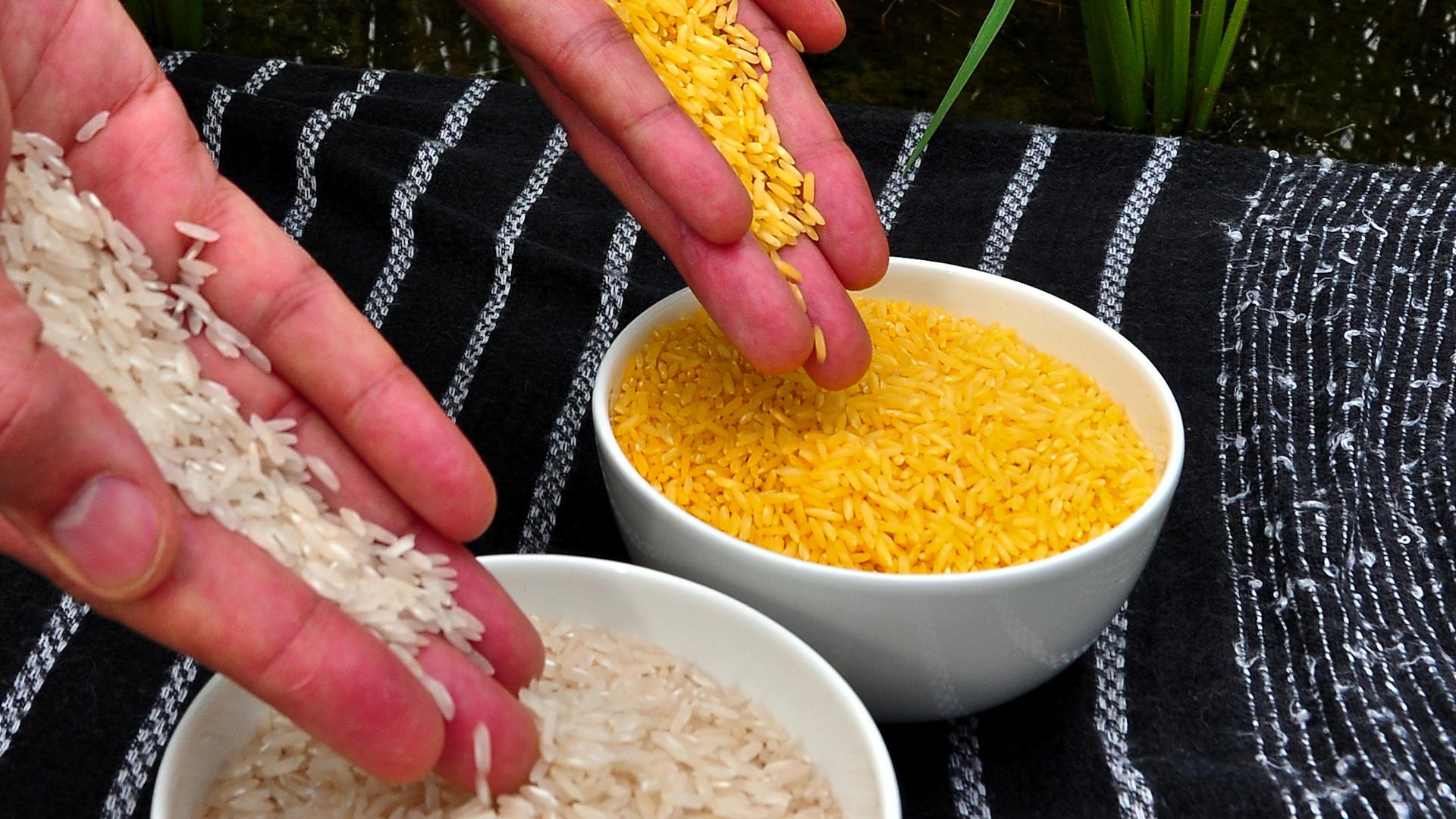 Золотой рис разрешён на Филиппинах. Кому и как это поможет?