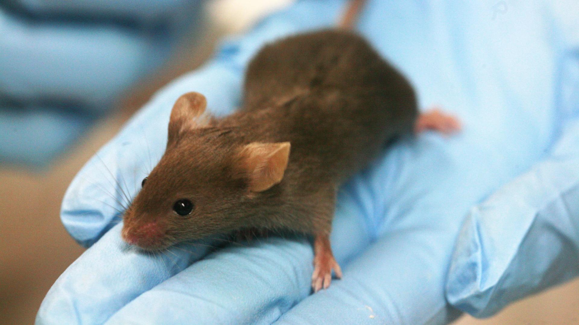 Генетики впервые получили мышонка из клеток хвоста самца мыши