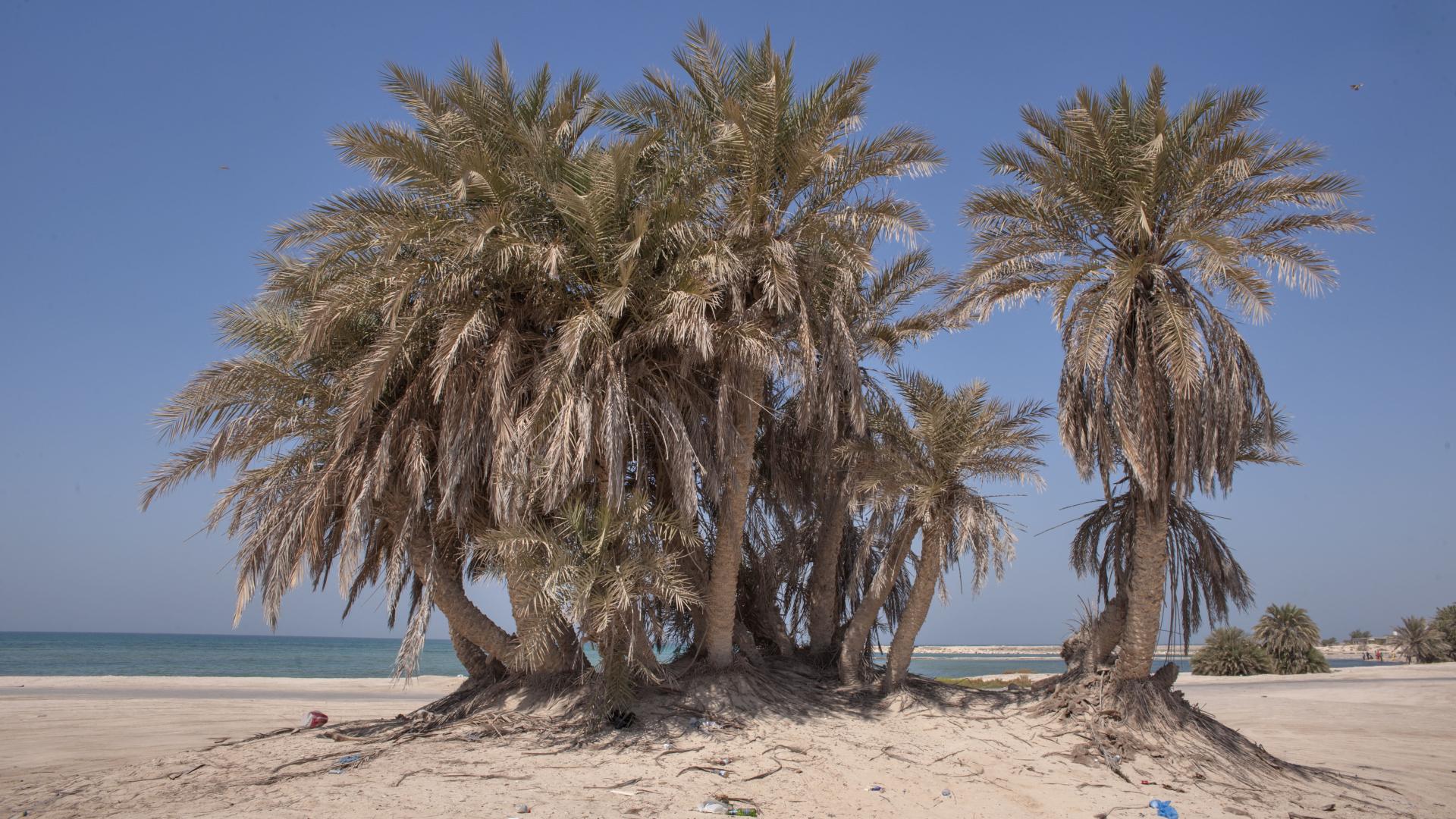 Иудейские финиковые пальмы выросли из семян возрастом 2000 лет