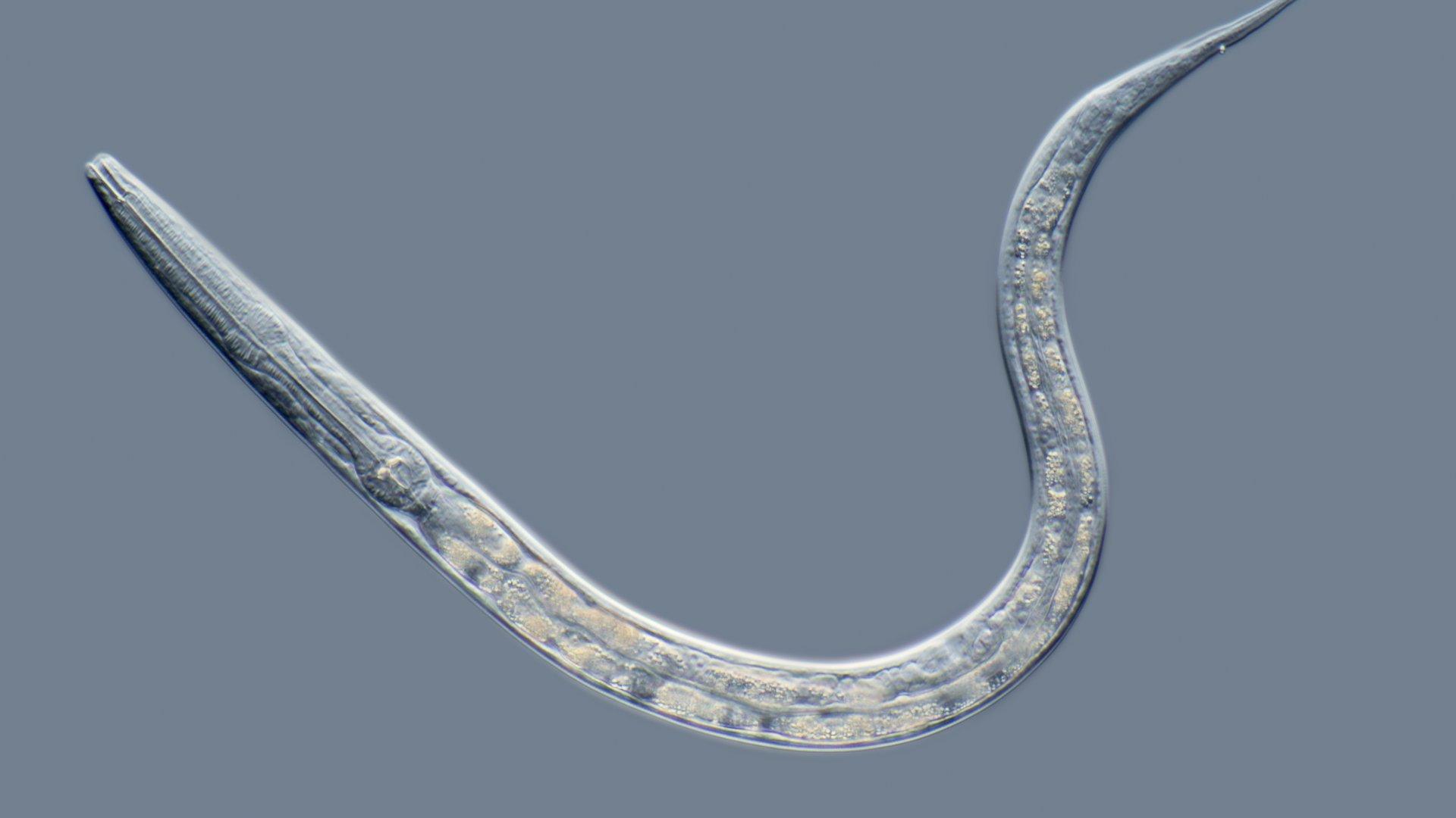 У червей и млекопитающих нашли два гена-противника здорового старения