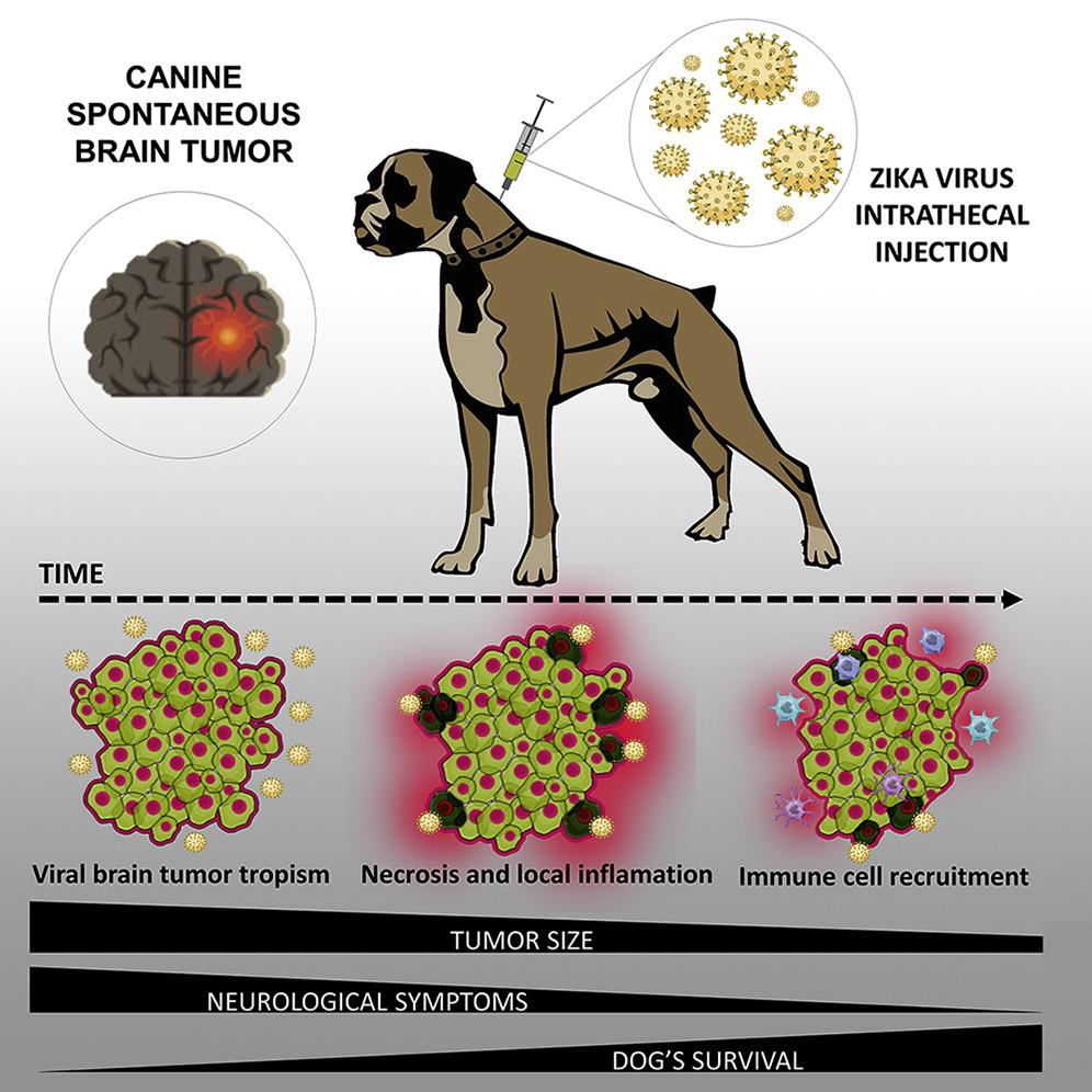 Вирус Зика уменьшил опухоль мозга у собак
