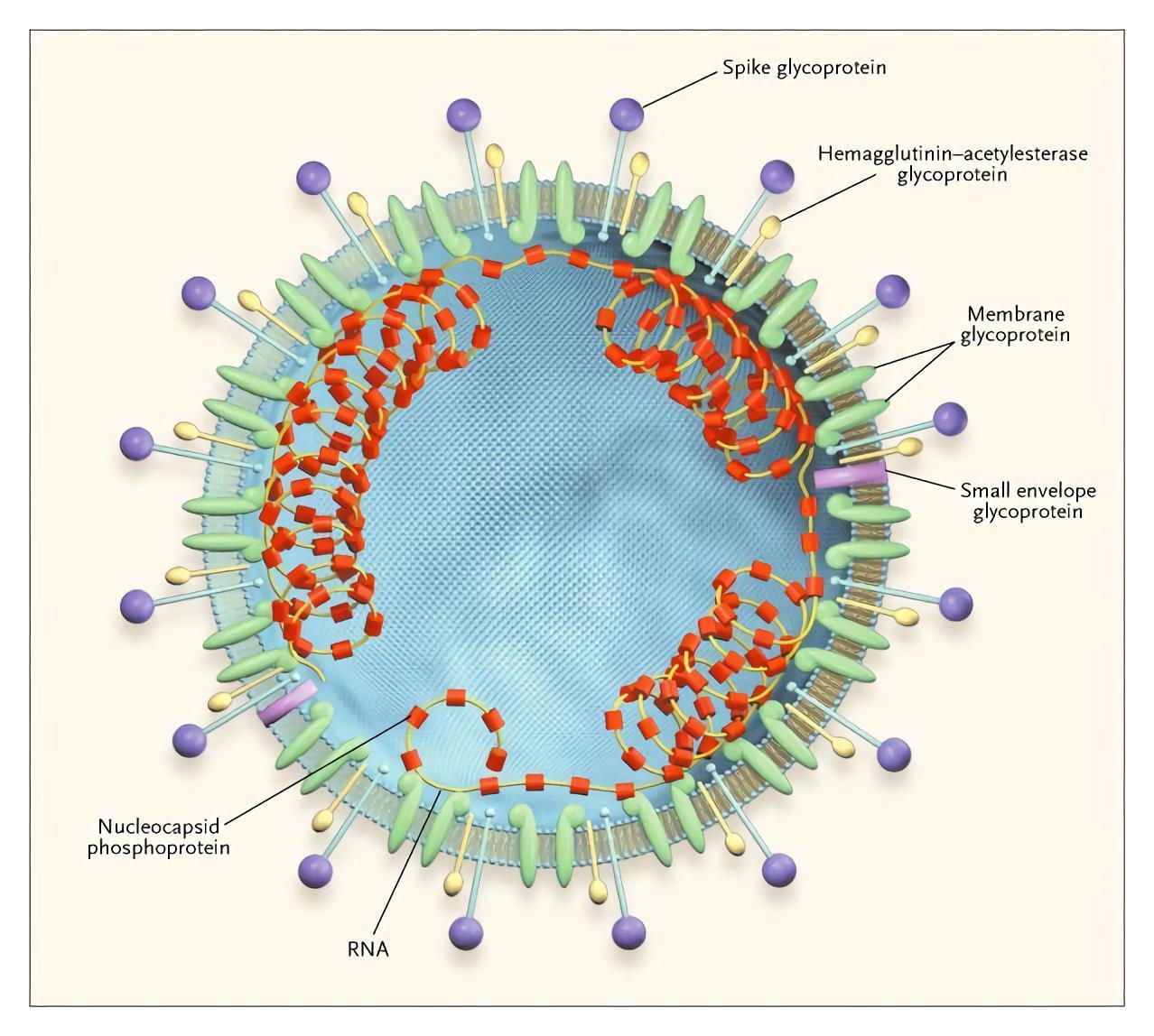 Великий комбинатор. Как эволюционируют вирусы и каким станет SARS-CoV-2