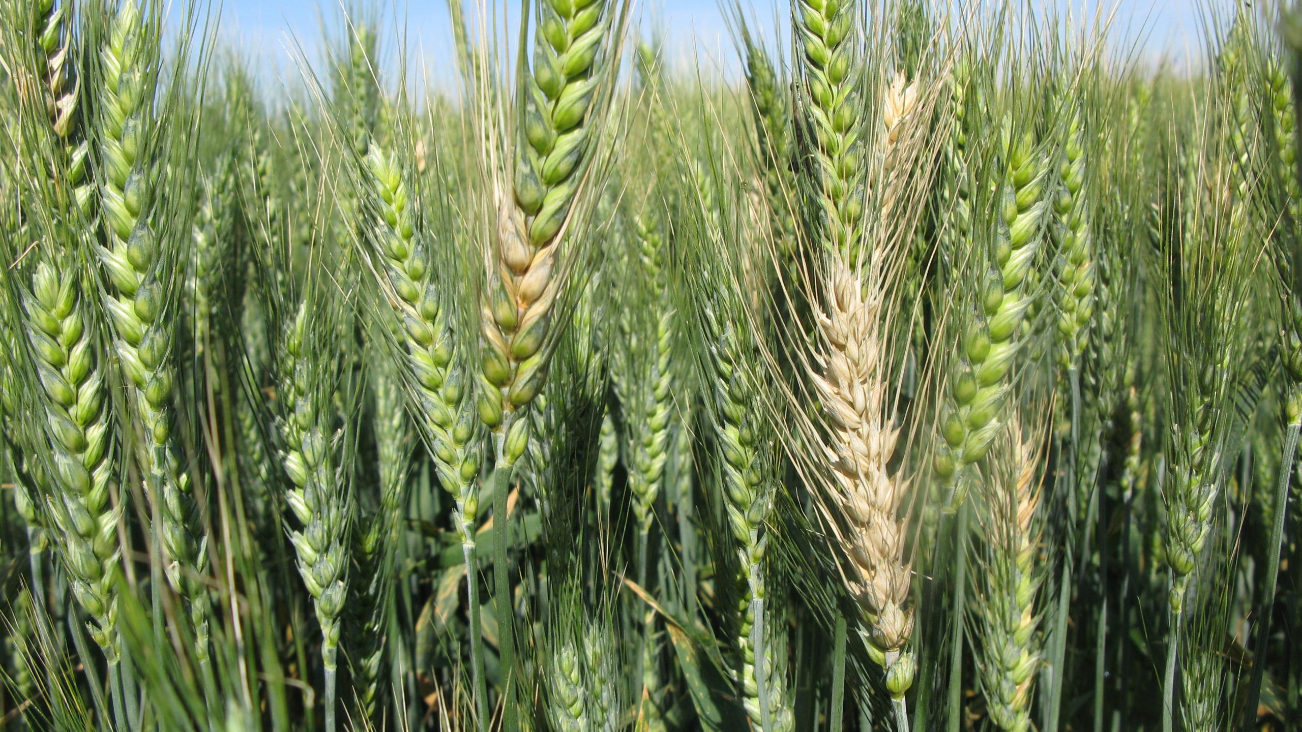 Причиной устойчивости пшеницы к грибку стал ген другого грибка