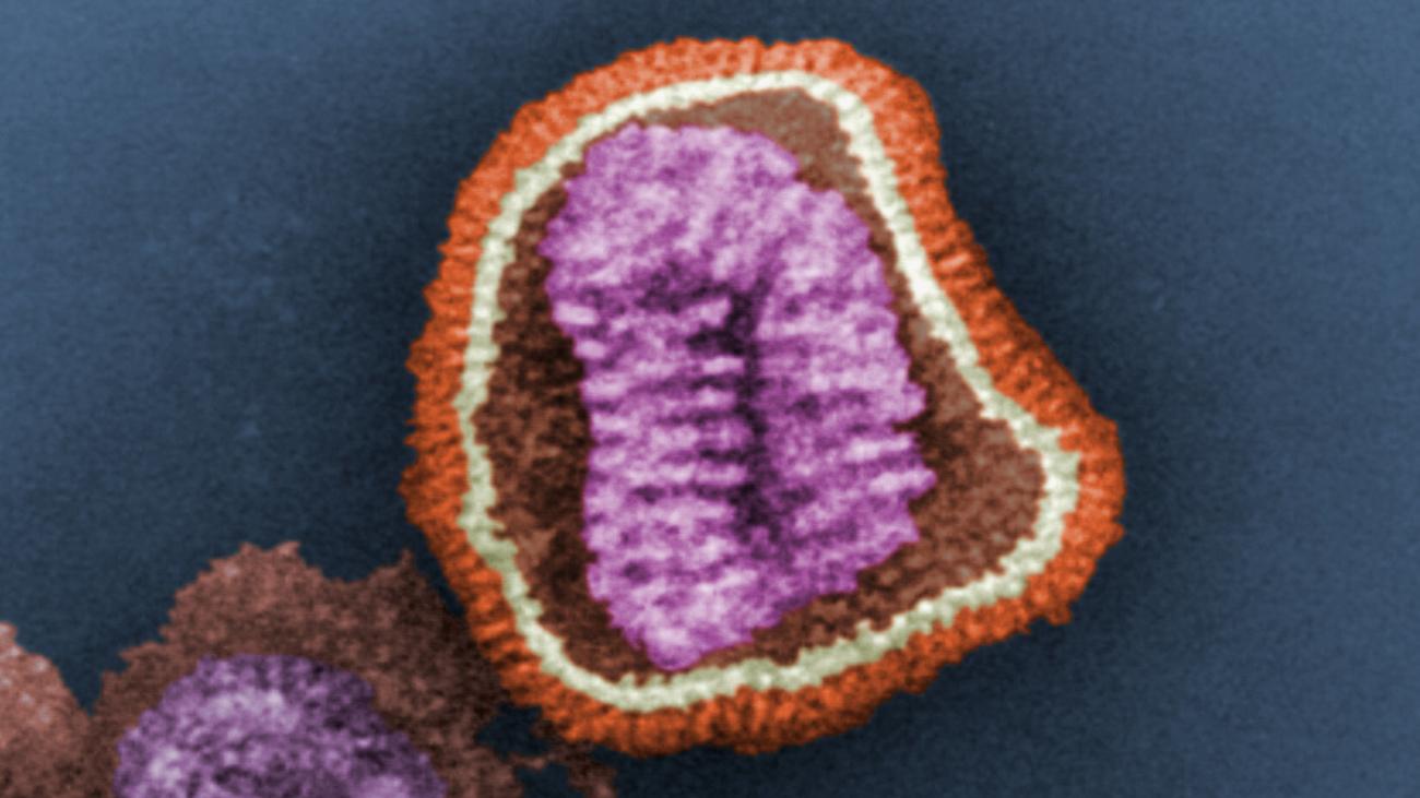 Вирусы гриппа мешают друг другу заражать клетки