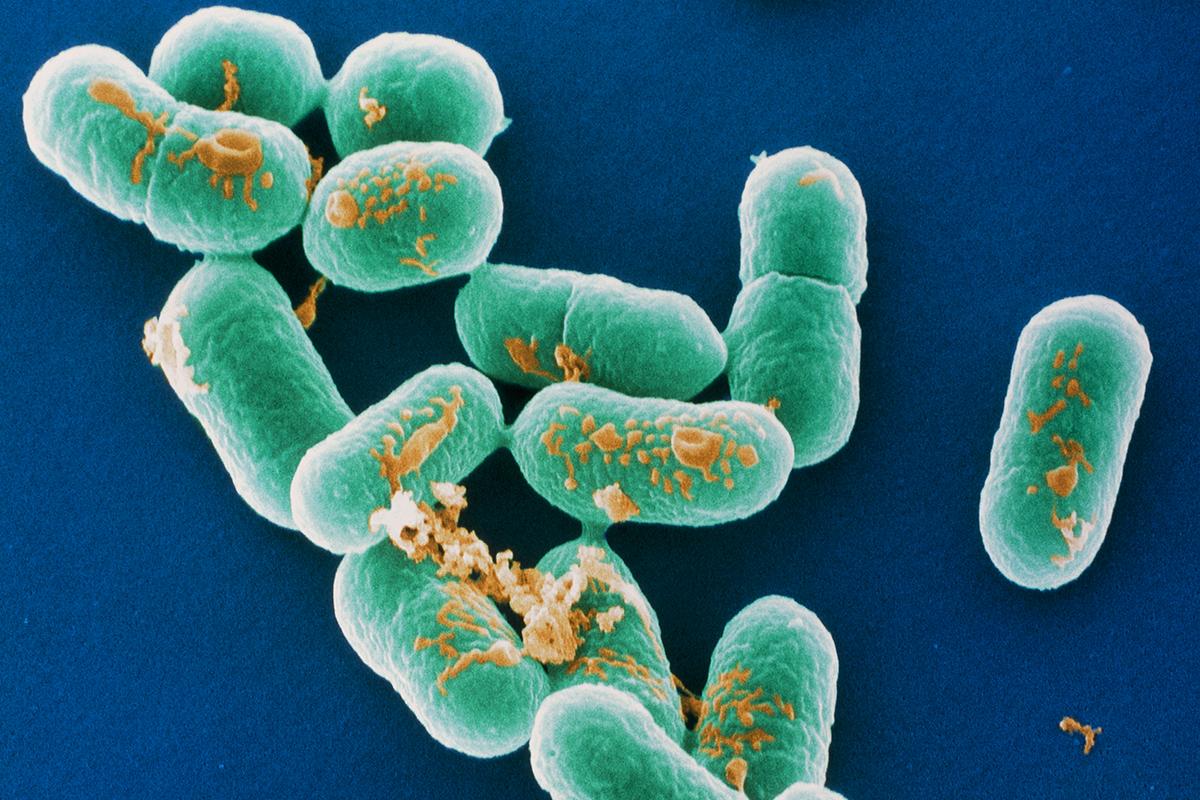 У пищевой бактерии раскрыли патогенный секрет