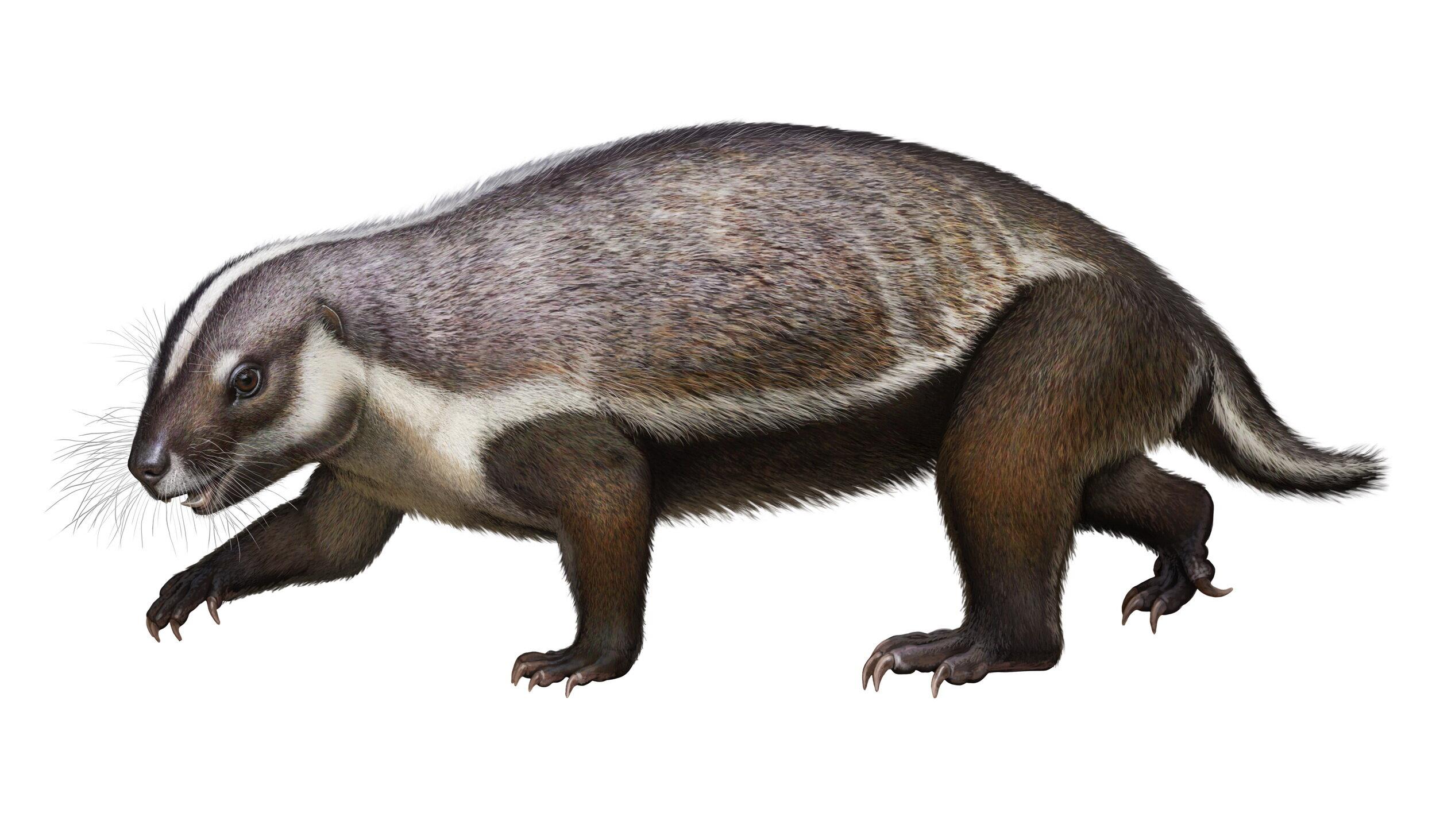 На Мадагаскаре обнаружили останки древнего «безумного зверя» с уникальными зубами