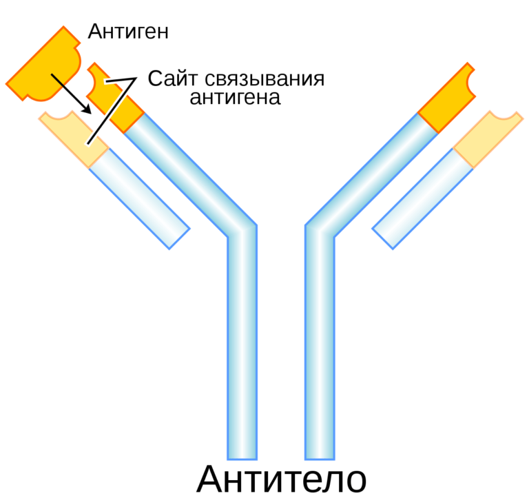 Схема получения моноклональных антител