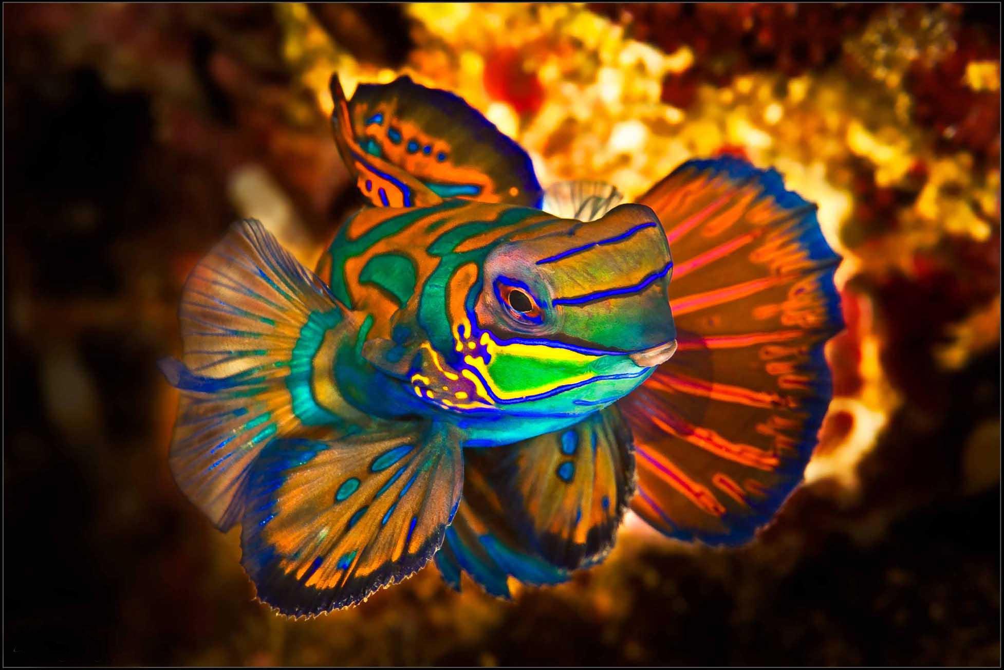 Очень красивые рыбки. Аквариумная рыбка Мандаринка. Мандаринка (китайский окунь). Мадрианка китайский окунь. Морская рыбка Мандаринка.