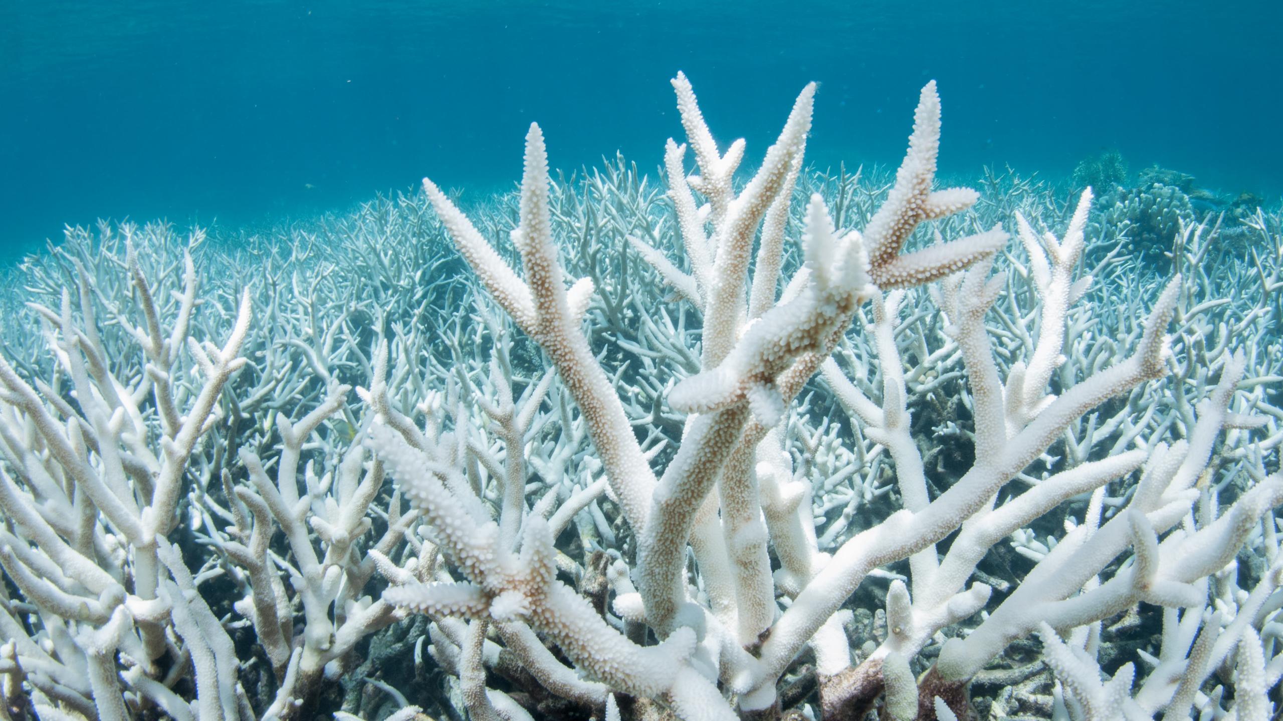 Модифицированные микроводоросли помогут защитить кораллы от массового обесцвечивания из-за изменений климата
