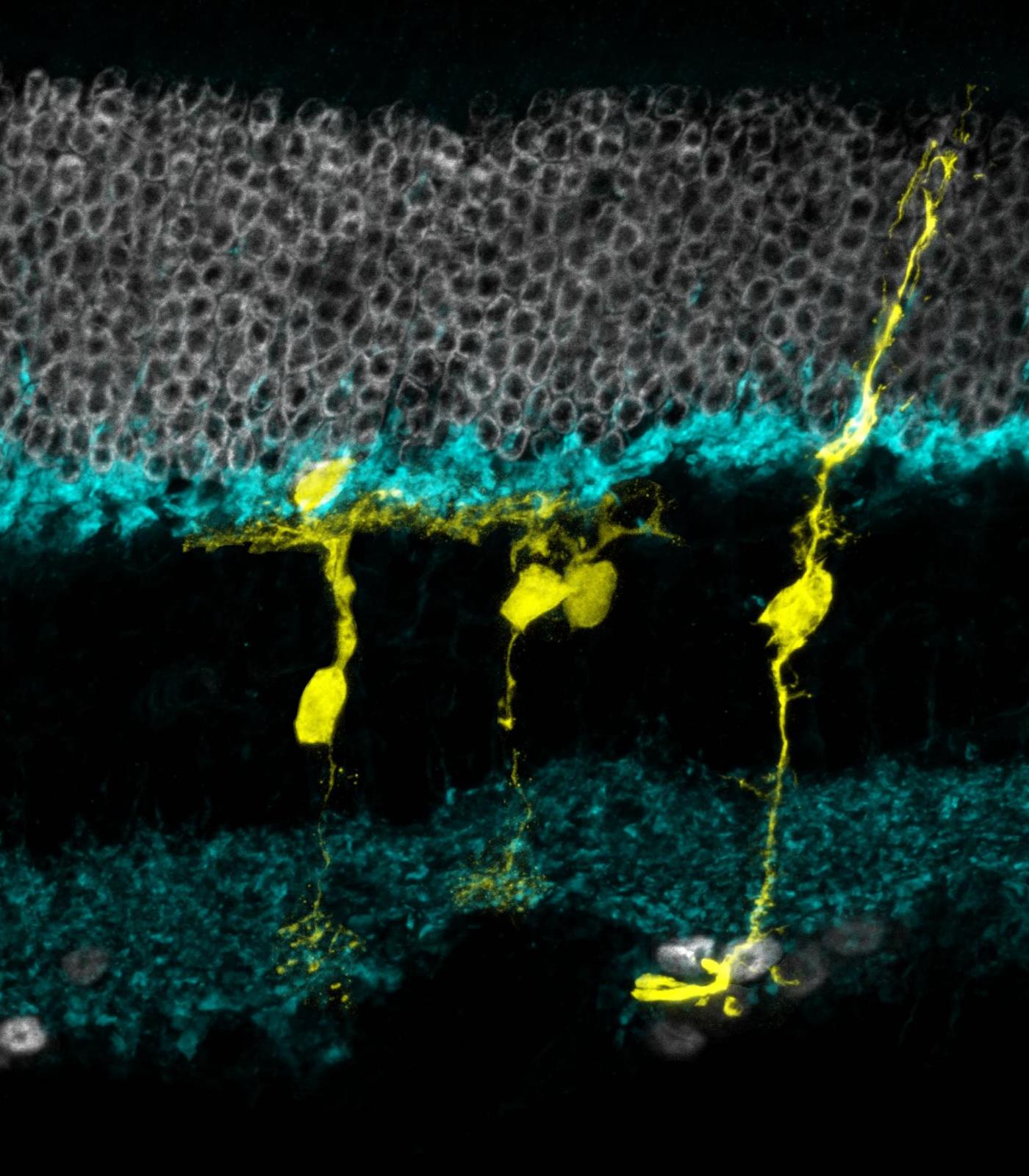 Как превратить глию в нейроны в живом организме