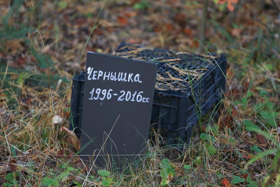 Кремация в «Ветритуал» — единственный правильный способ захоронения животных