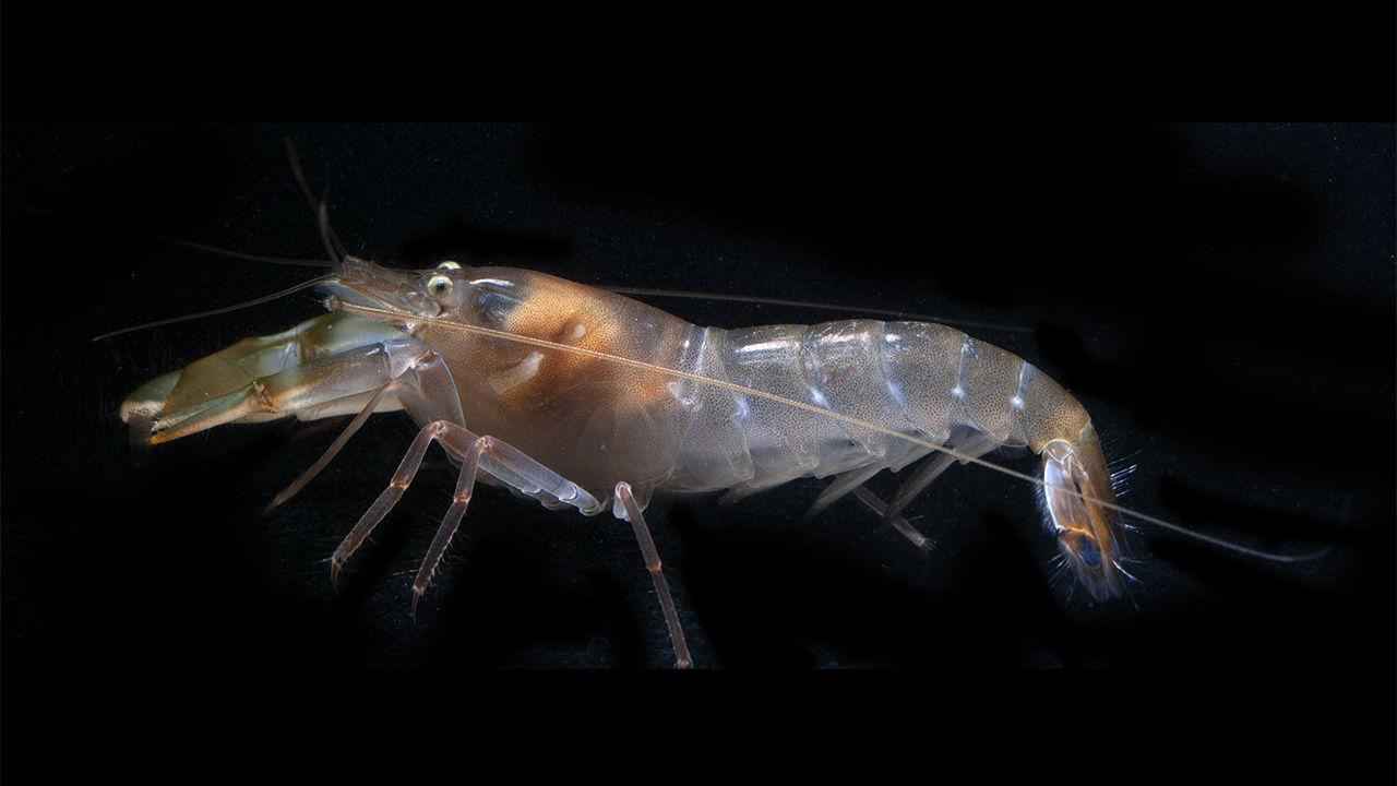 Креветки-щелкуны отличились самым быстрым зрением среди водных животных