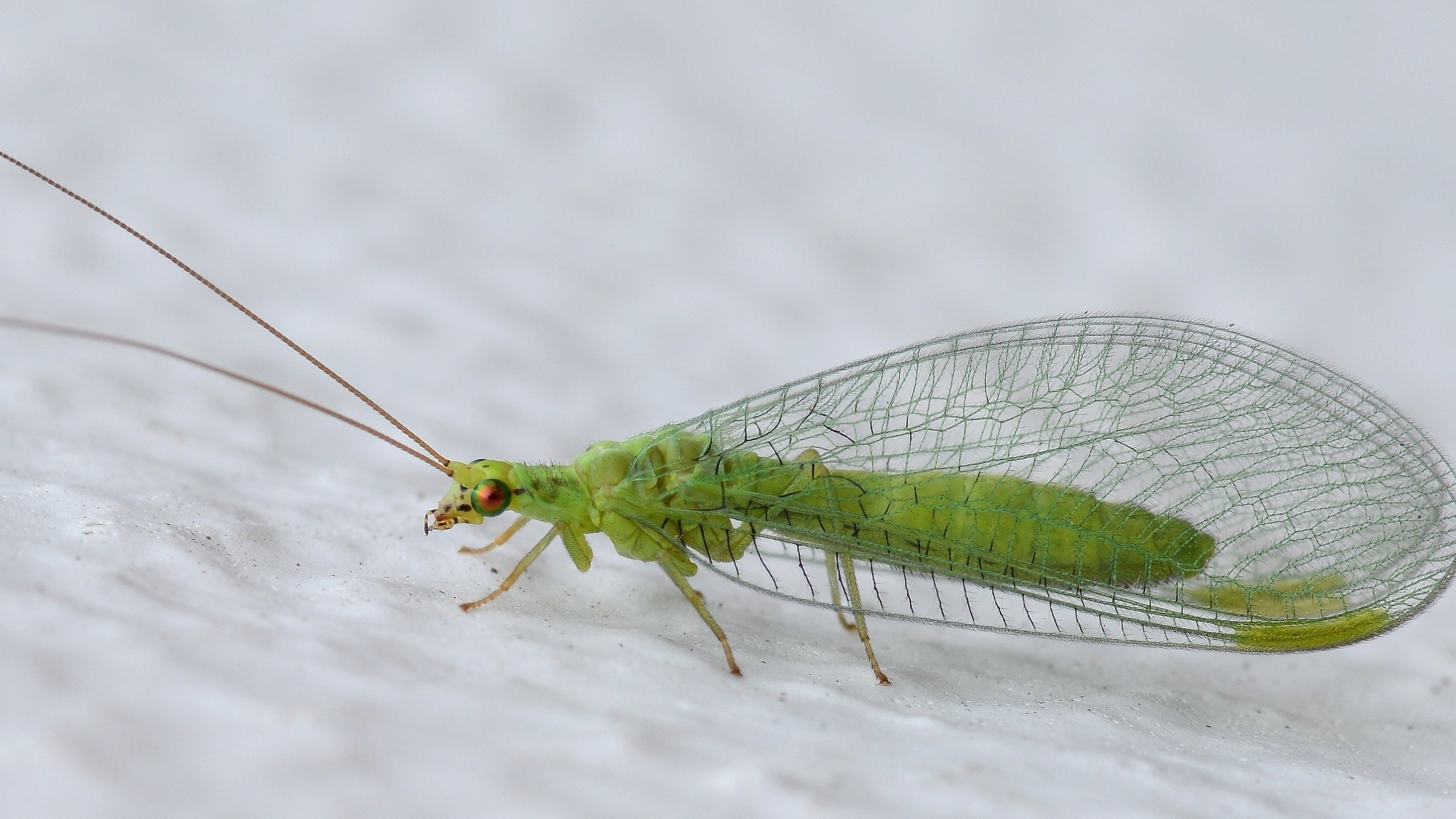 Палеонтологи описали насекомое, совершившее первый полет на Земле