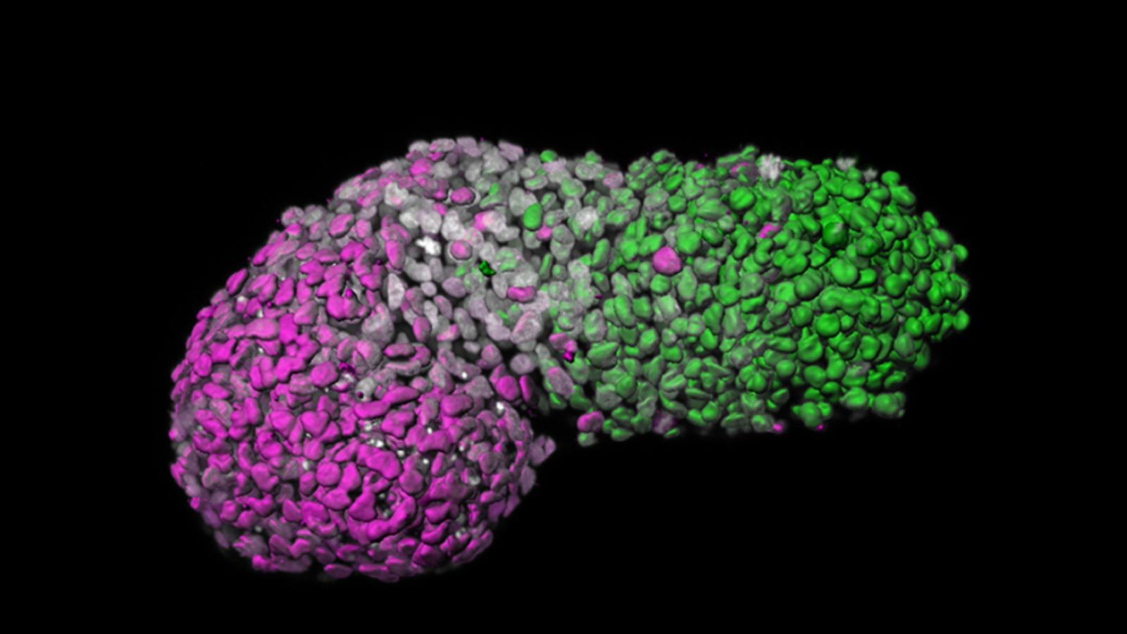Ученые вырастили из стволовых клеток упрощенный эмбрион человека