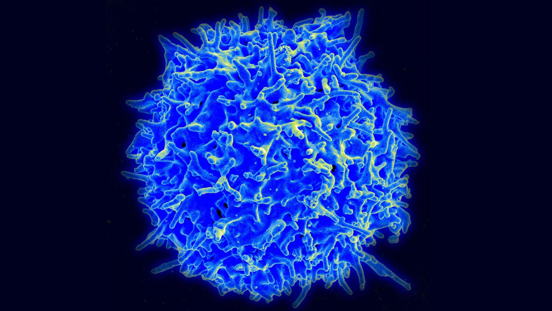 Модифицированные лимфоциты уничтожают стареющие клетки