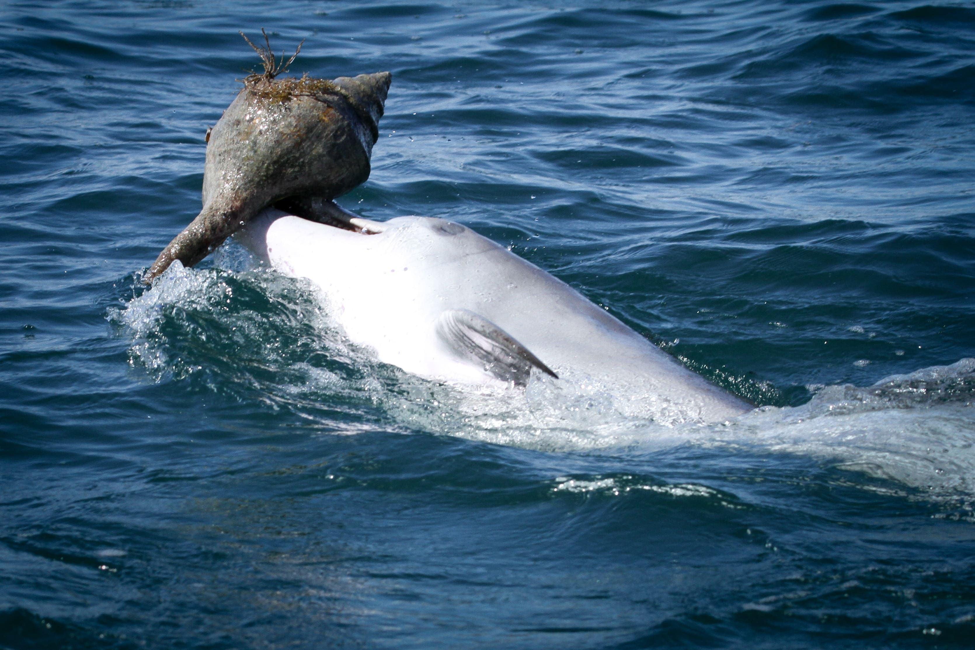 Дельфины оказались способны к обмену знаниями