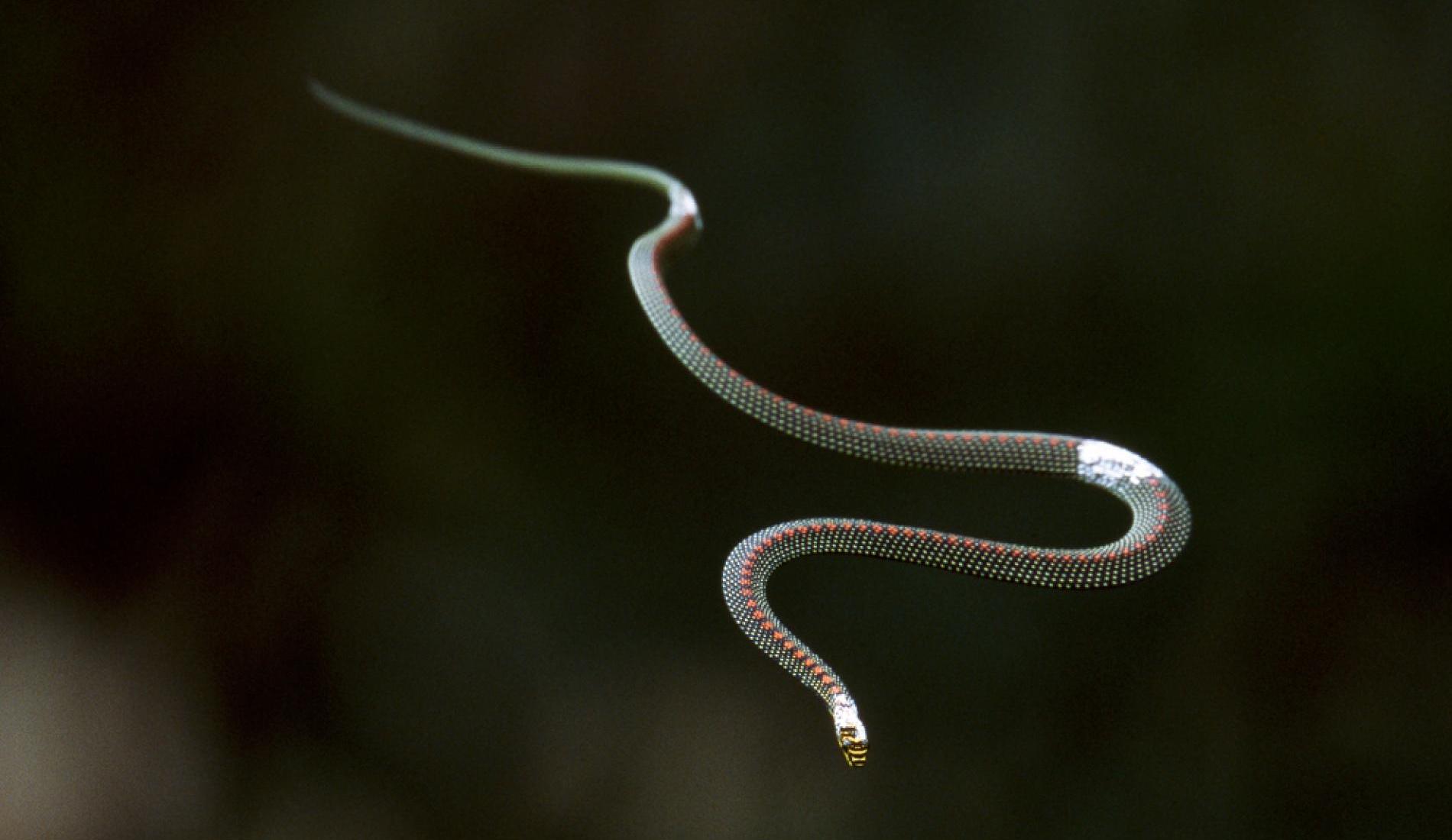 Скоростные видеокамеры раскрыли новый секрет полета змей