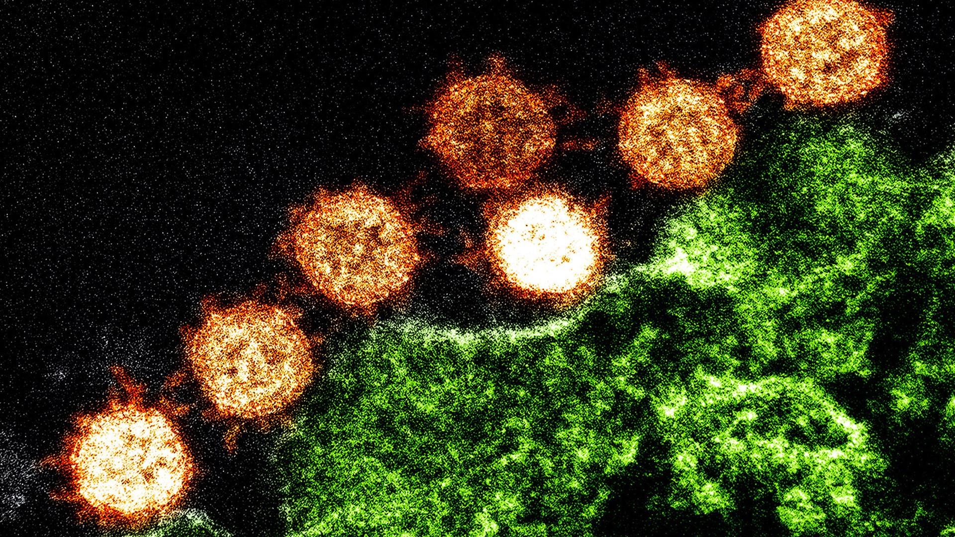 Новый коронавирус созрел в летучих мышах