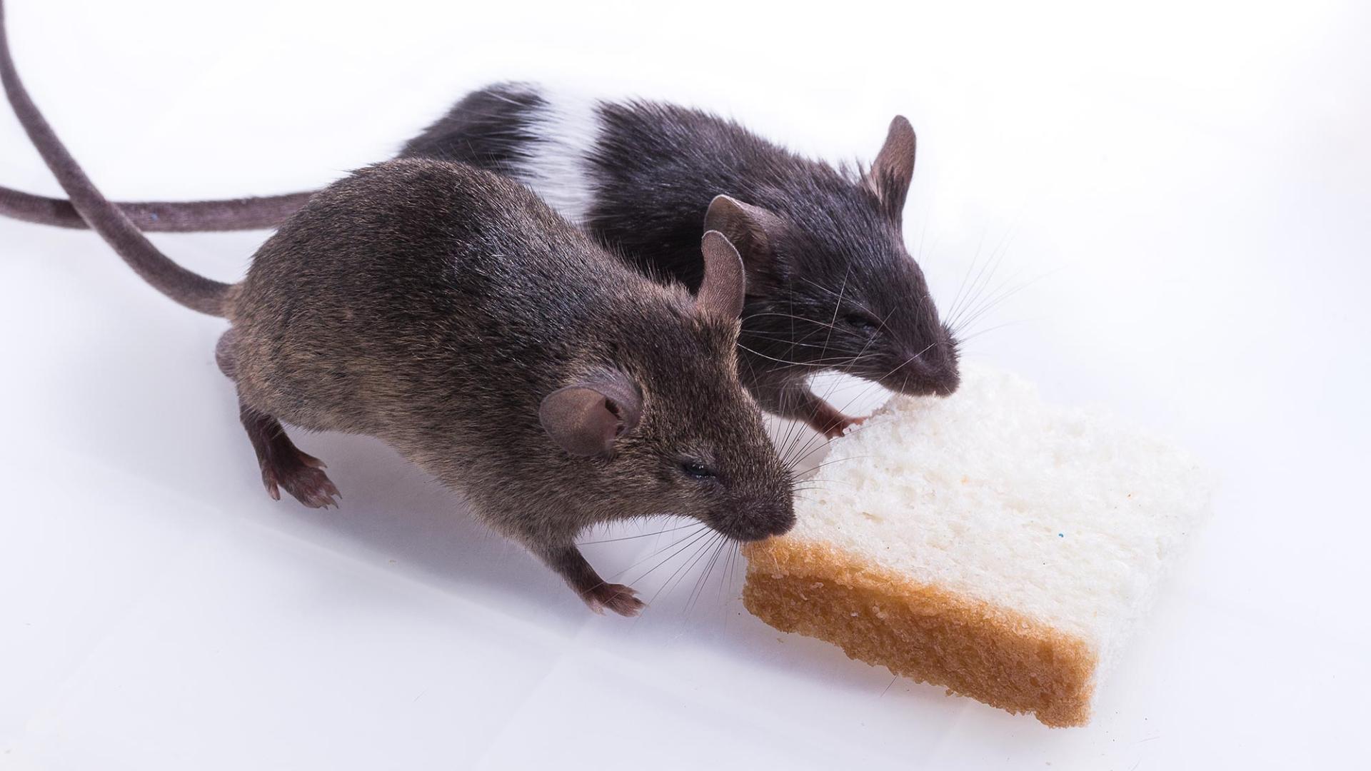 Серые крысы распознали голод сородичей по запаху и добыли им еду