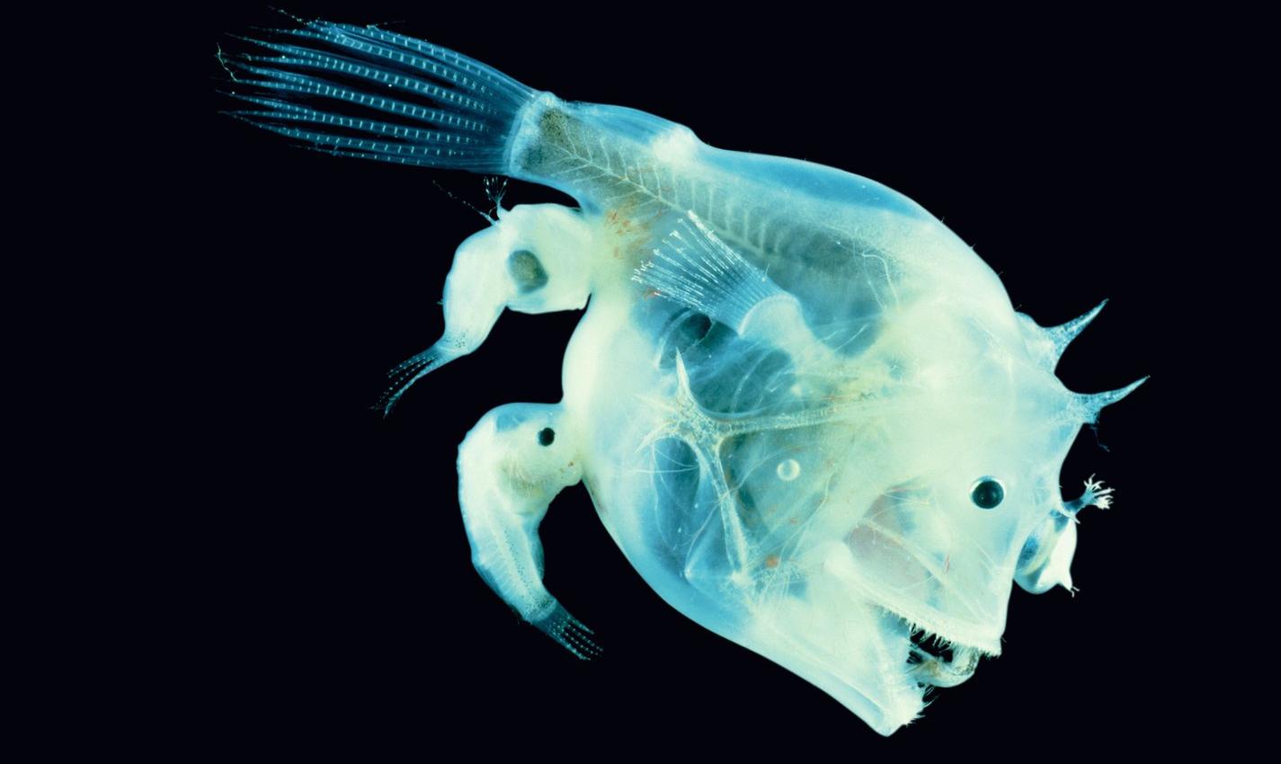 Слияние самца рыбы-удильщика с телом самки обеспечивает отсутствие нормального иммунитета