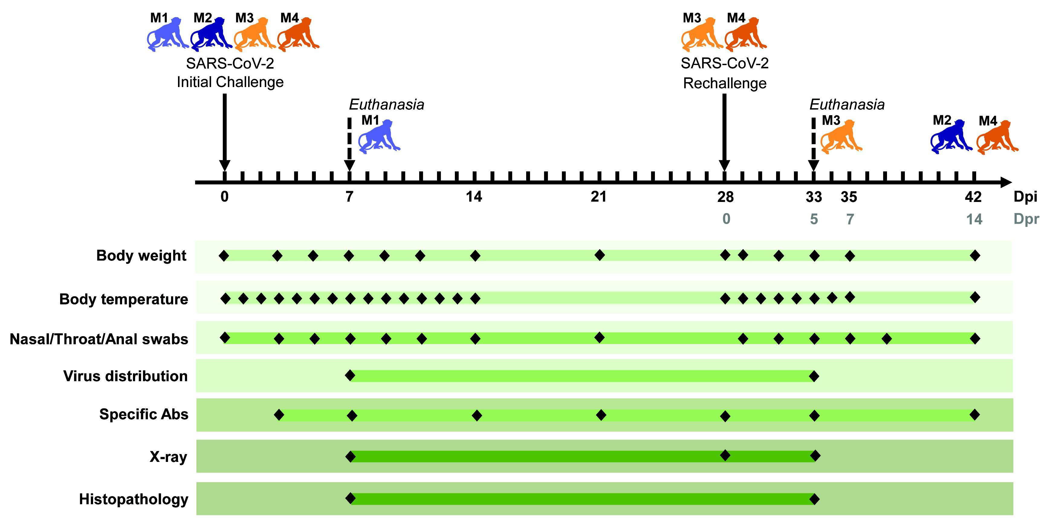 У макак, переболевших COVID-19, вырабатывается кратковременный иммунитет