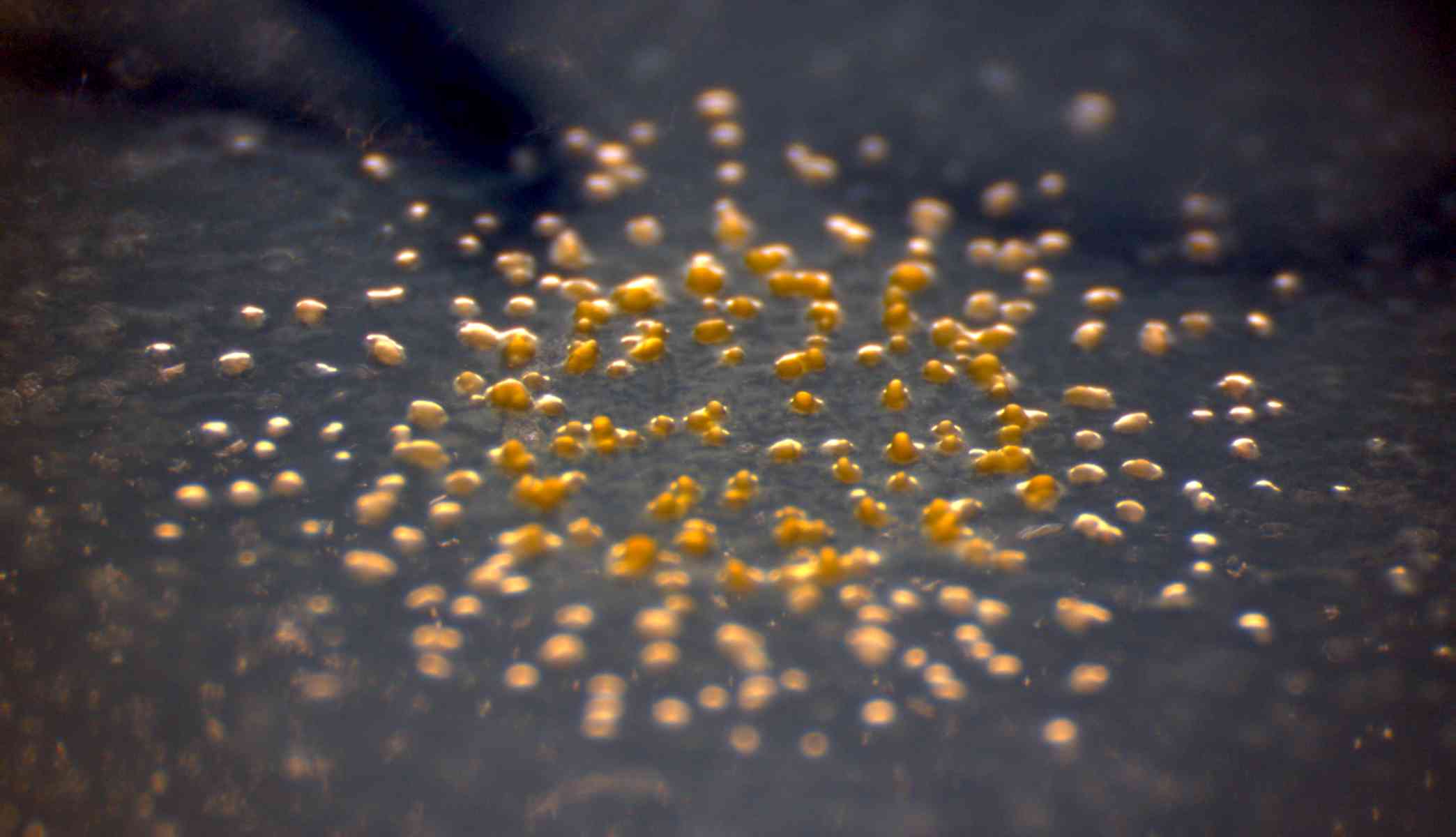 Что заставляет колонию бактерий вести себя как многоклеточное существо?