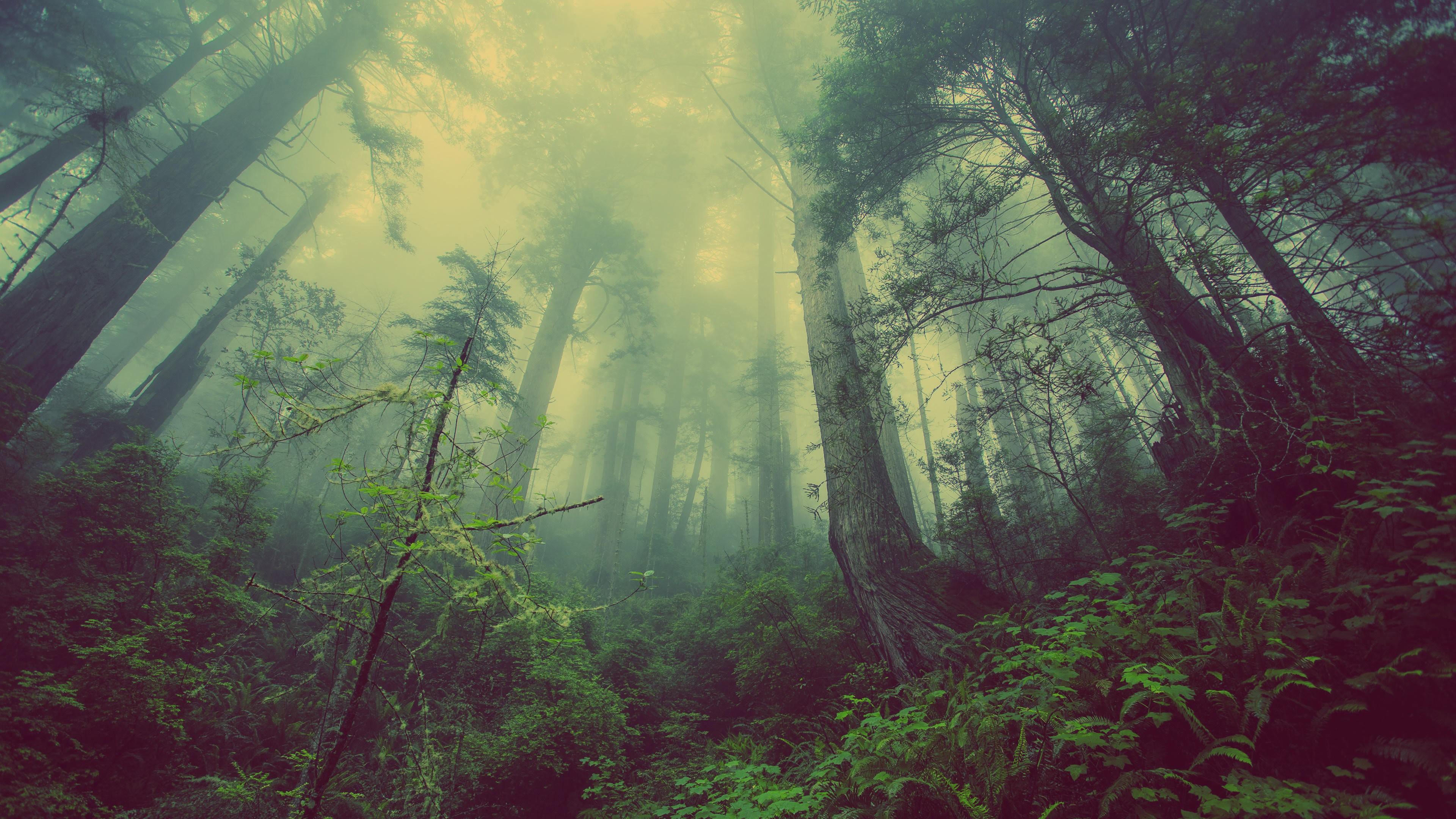 Деревья помогут найти тела пропавших в лесу людей