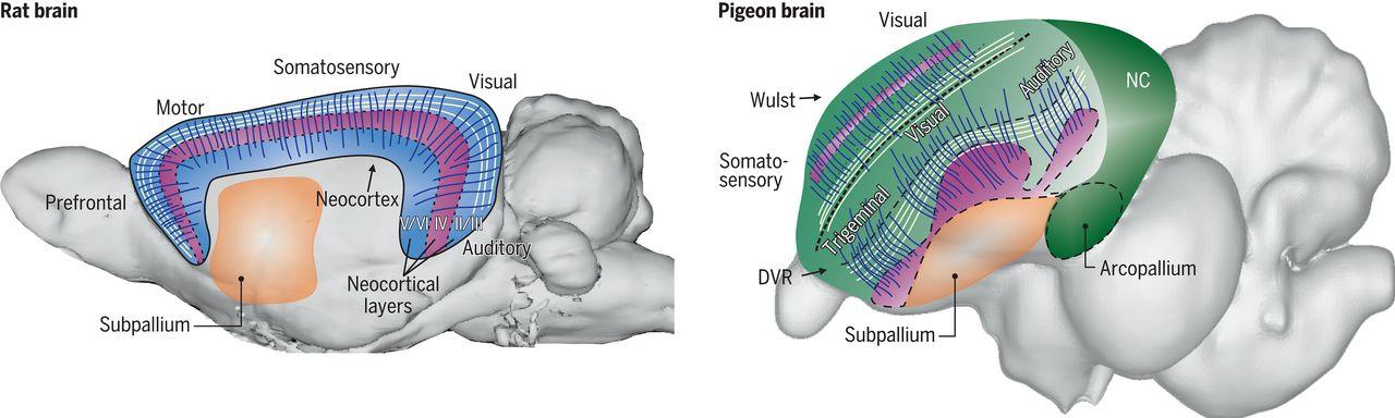 У птиц обнаружили сознание и схожую с млекопитающими архитектуру мозга