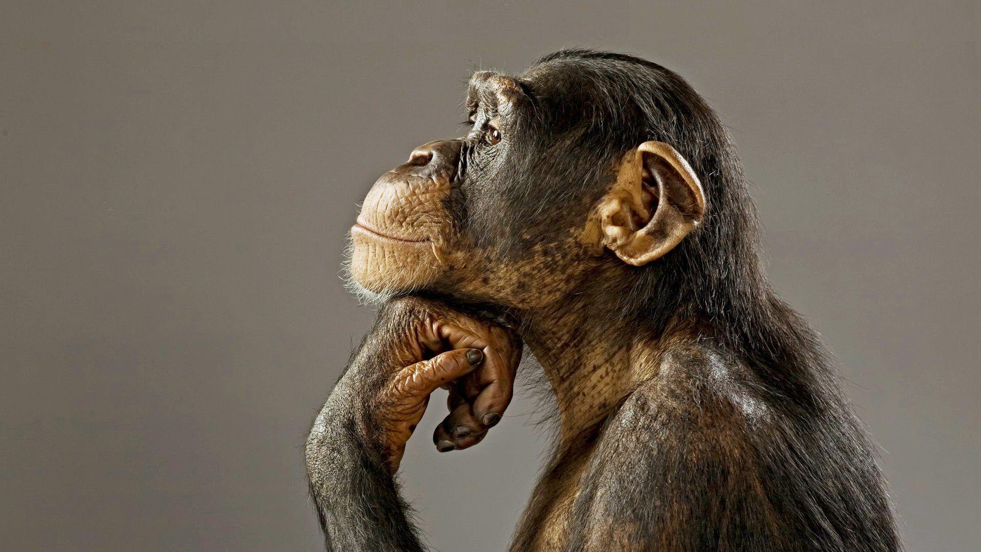 Полушария мозга шимпанзе вновь признали асимметричными