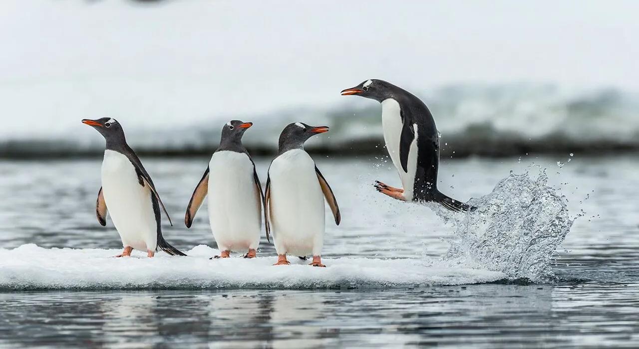 Где жил пингвиний прадедушка? Геномы пингвинов проливают свет на их эволюцию