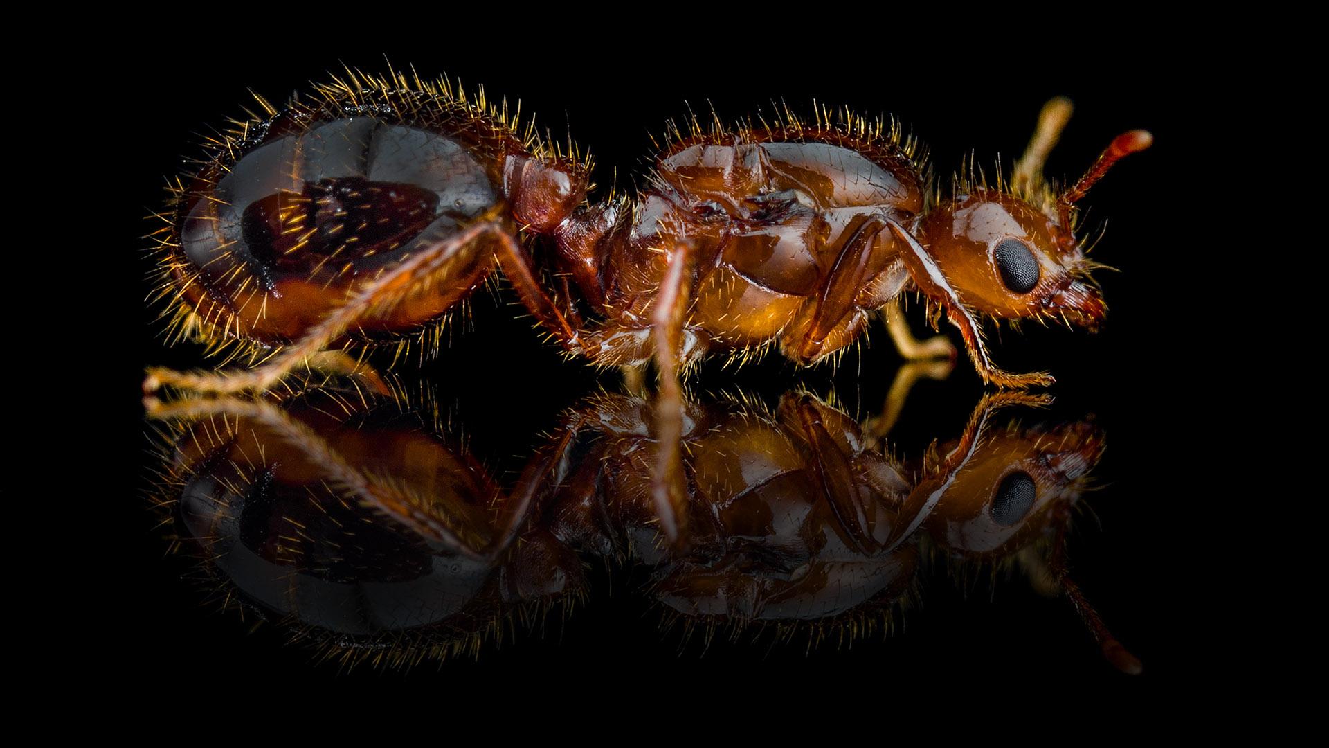 Запах актинобактерий подсказал муравьям благоприятное место для колонии