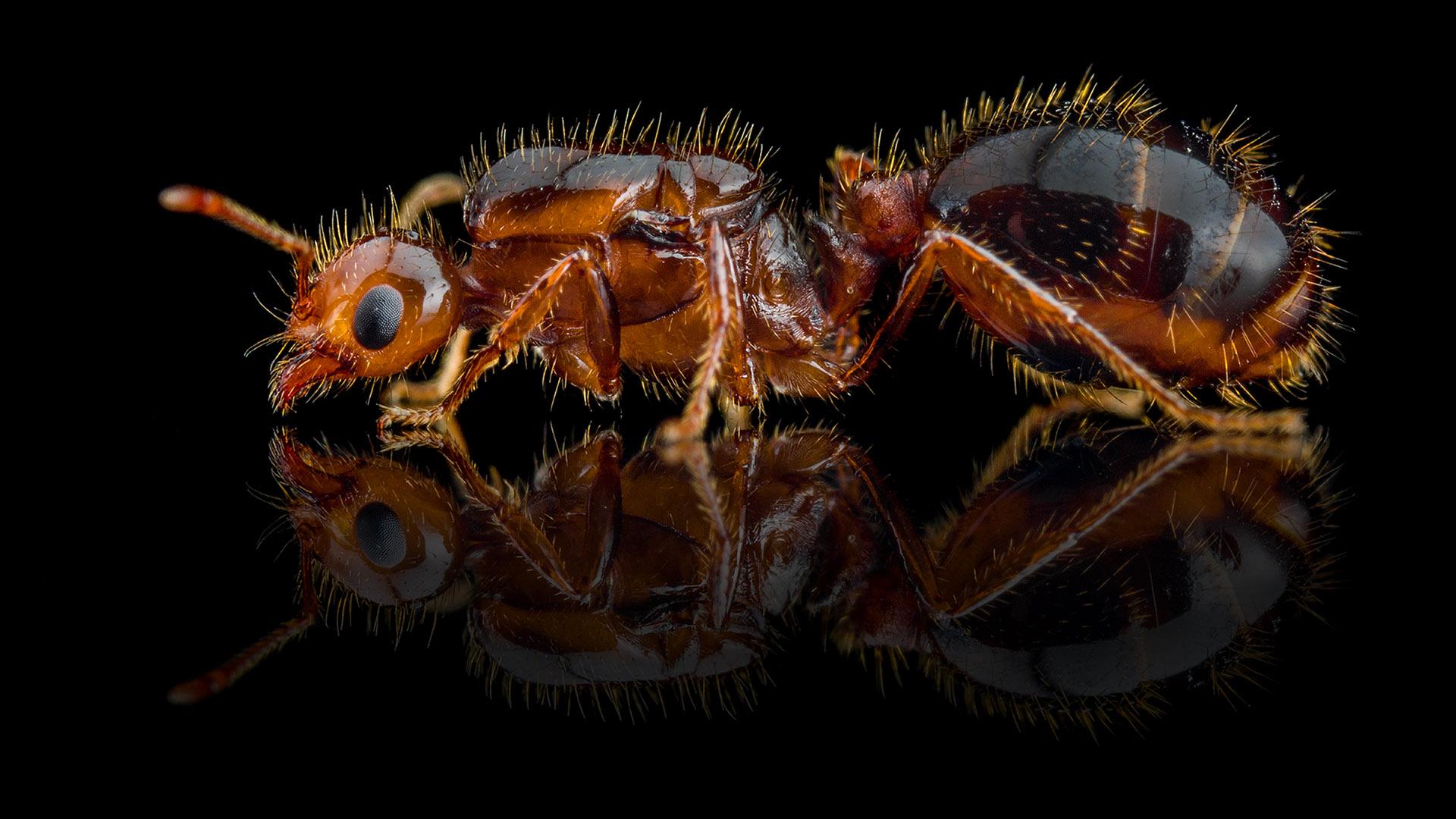 Огненные муравьи. Solenopsis Invicta. Огненные муравьи (Solenopsis Invicta). Красный Огненный муравей Королева. Матка огненного муравья.