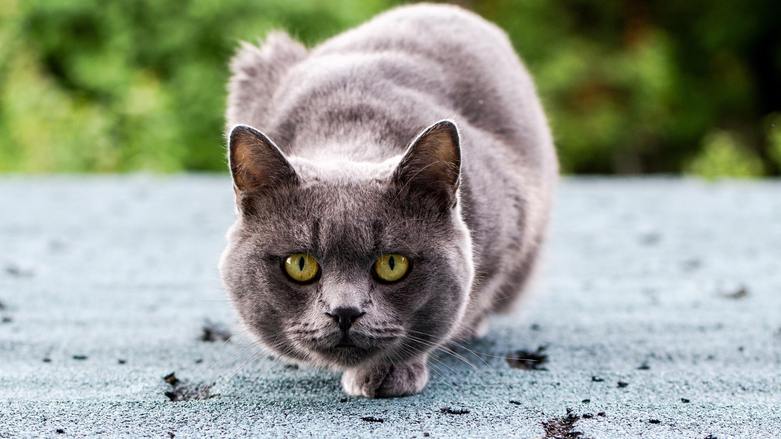 Токсоплазмоз на мягких лапах: опасна ли кошка в доме?