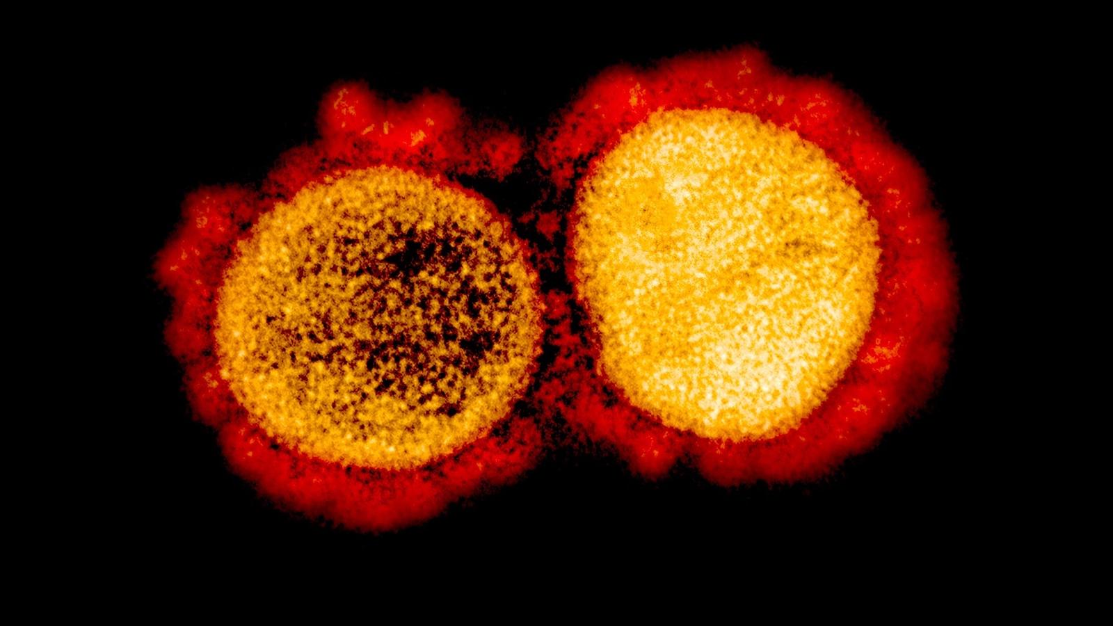 Коронавирус в хромосомах