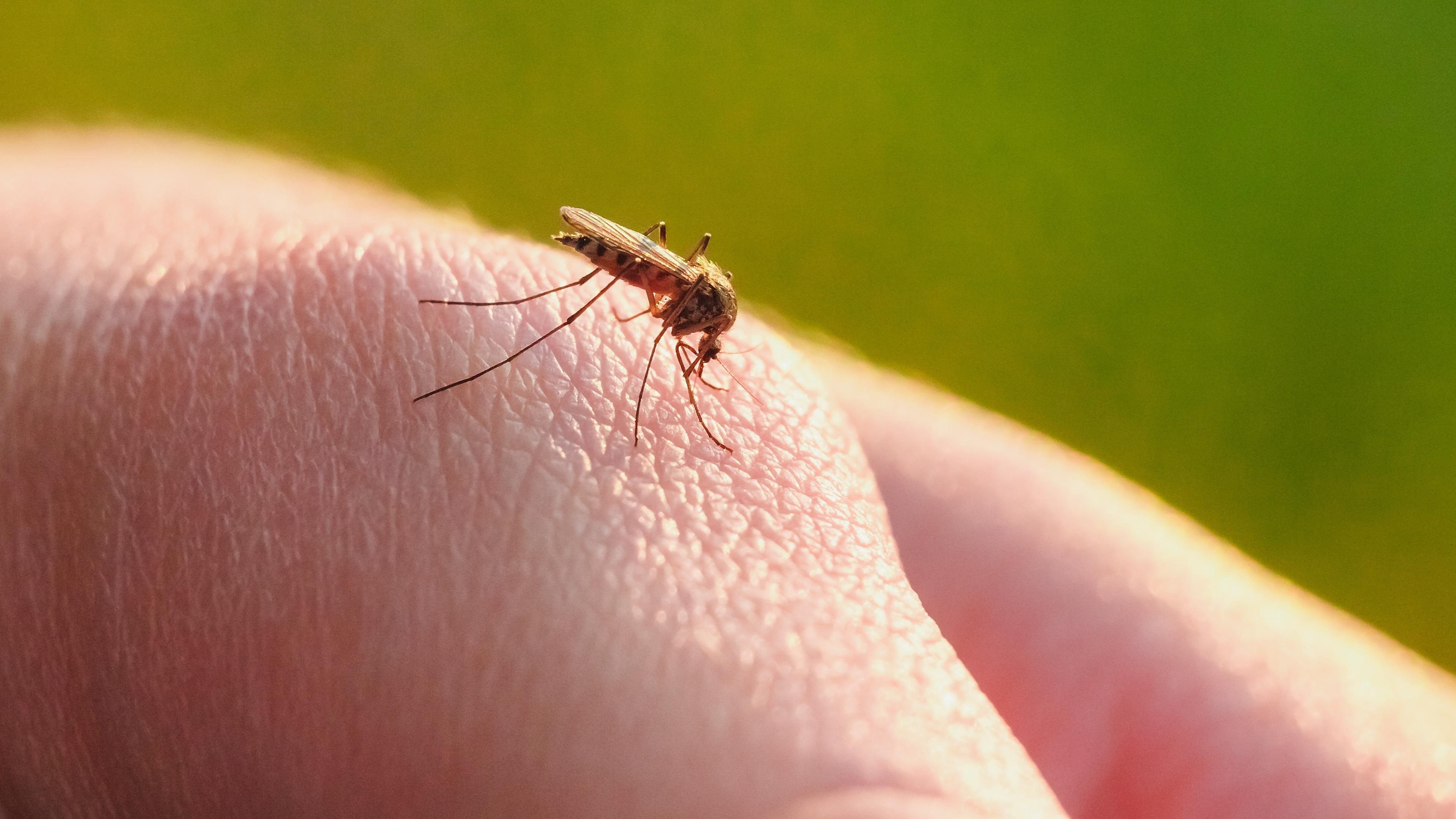 Маленькие комары 1