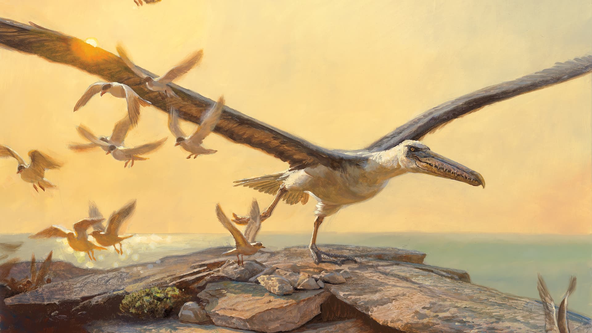 Гигантские ископаемые птицы оказались древнее, чем считалось
