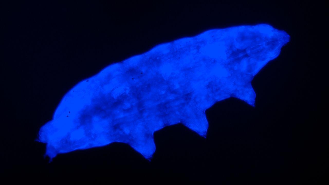 Обнаружены тихоходки, защищающиеся от смертельного ультрафиолета с помощью флуоресценции