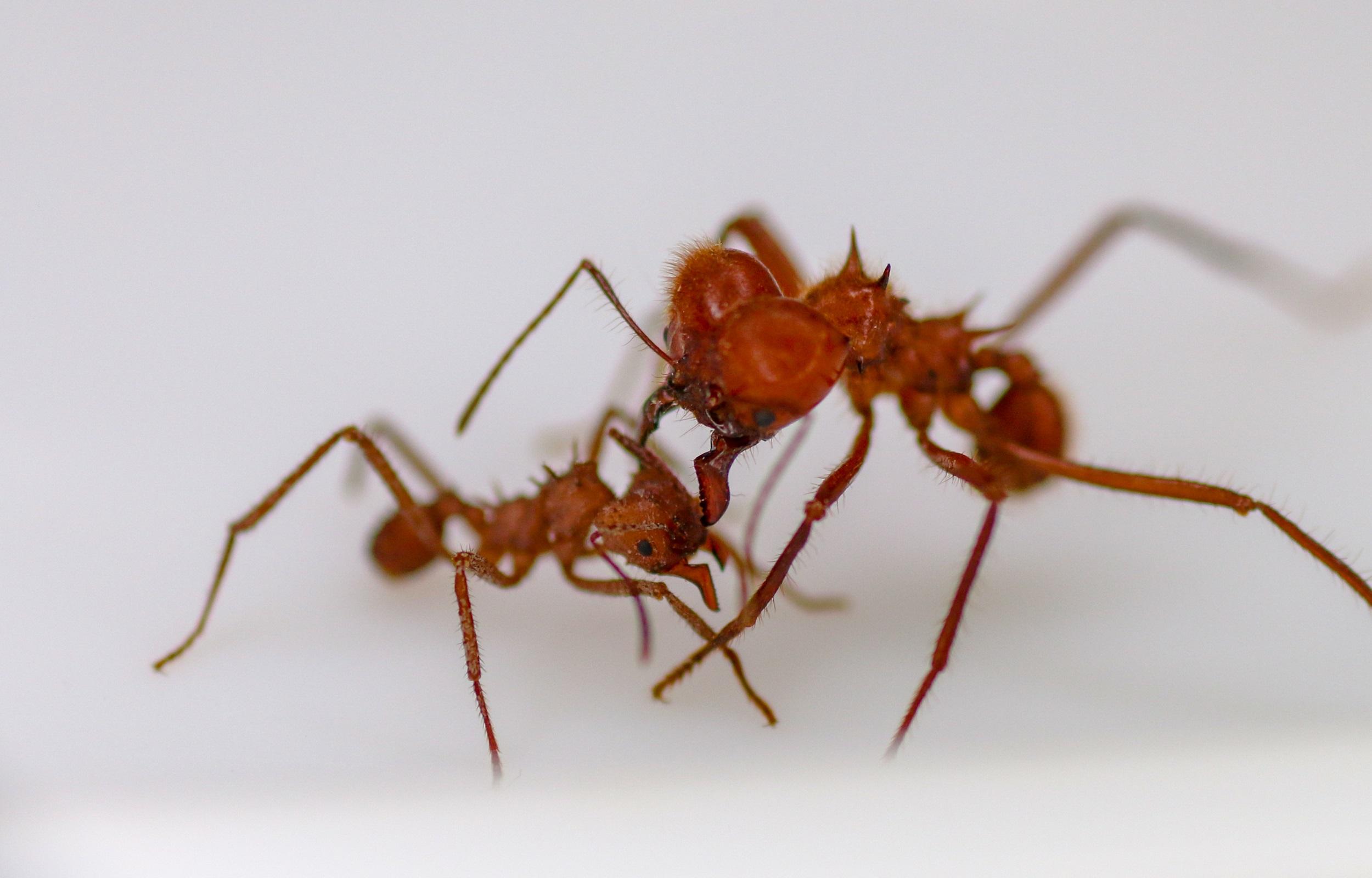 Каменные муравьи