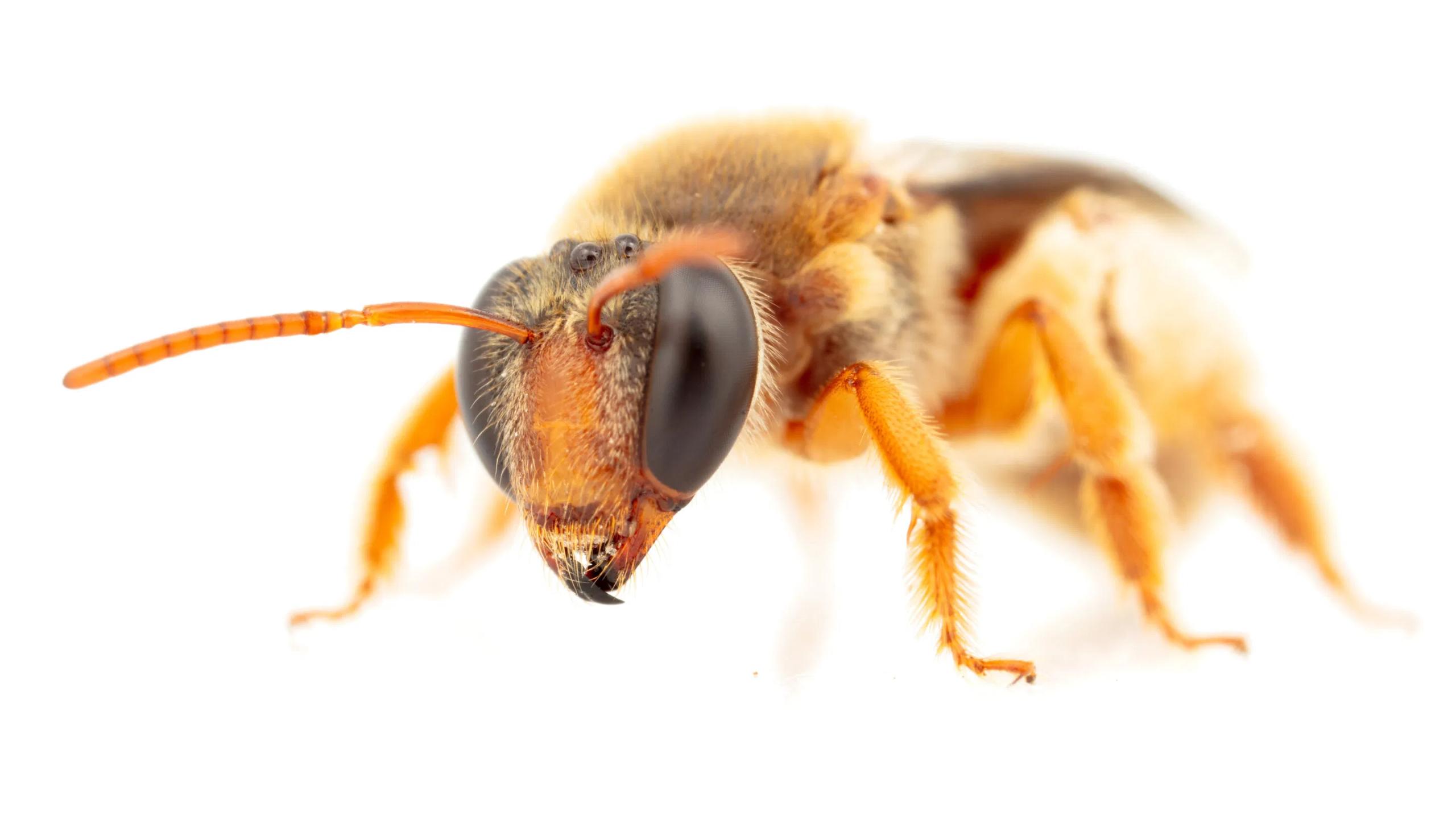 Австралийских пчел застали за ночным кормлением