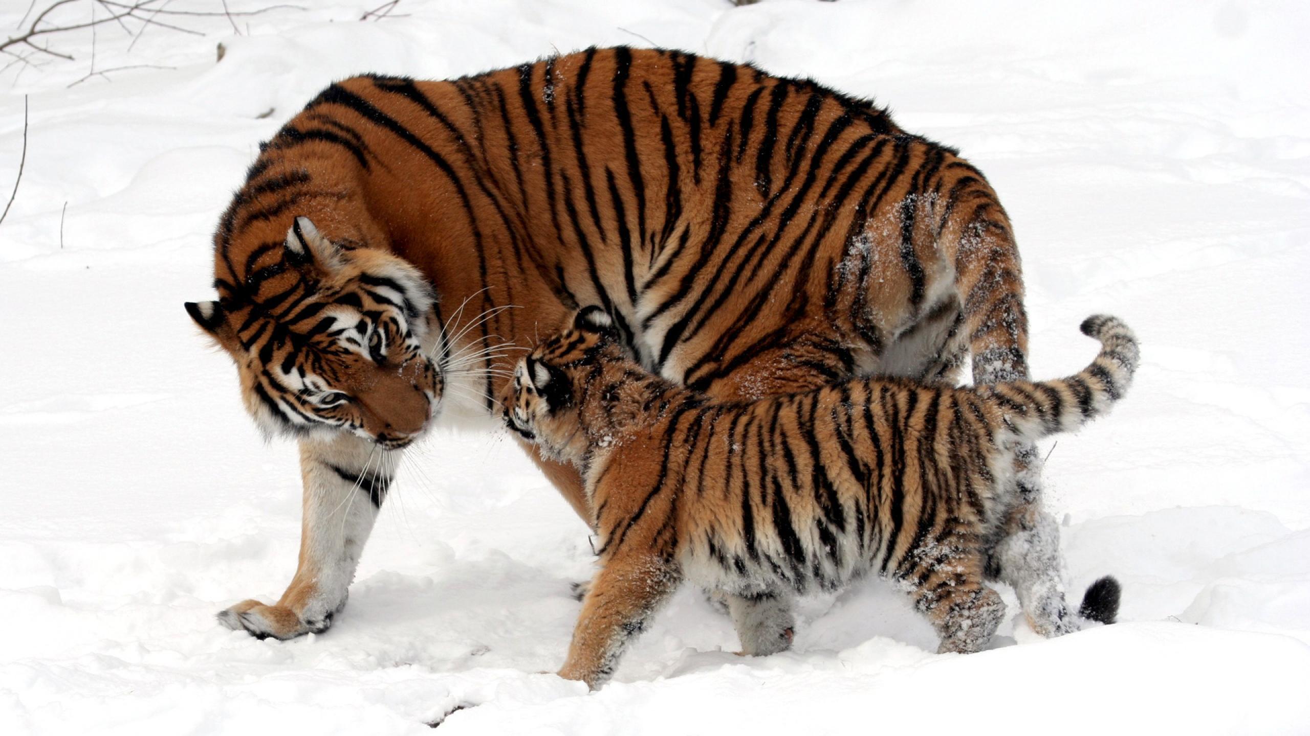 Вакцинация спасет амурских тигров от чумки