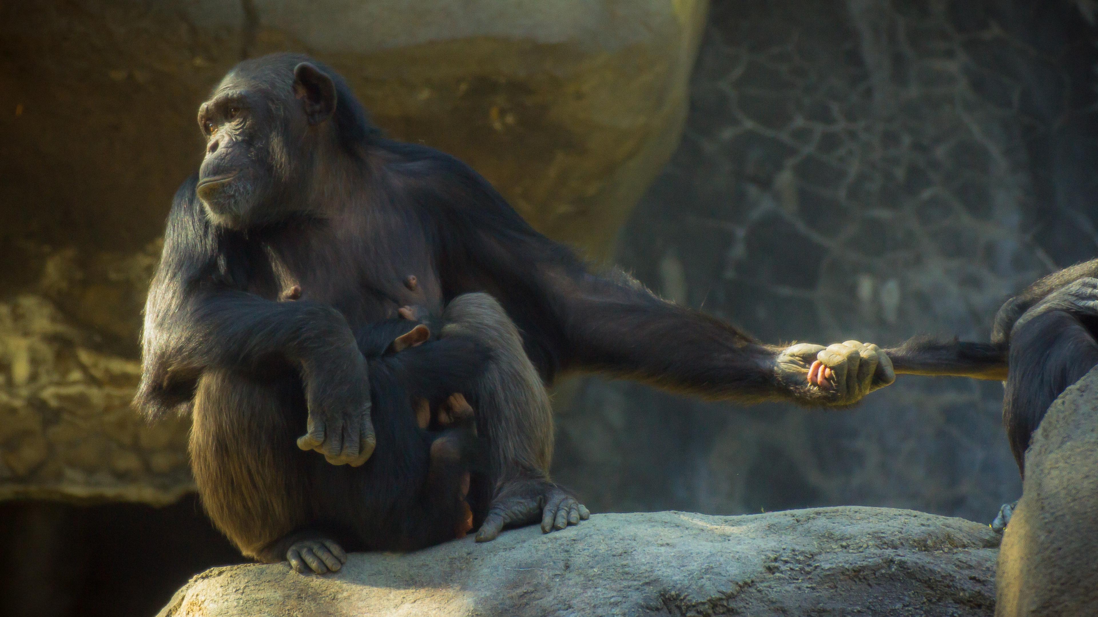 Взрослые шимпанзе остаются маменькиными сынками