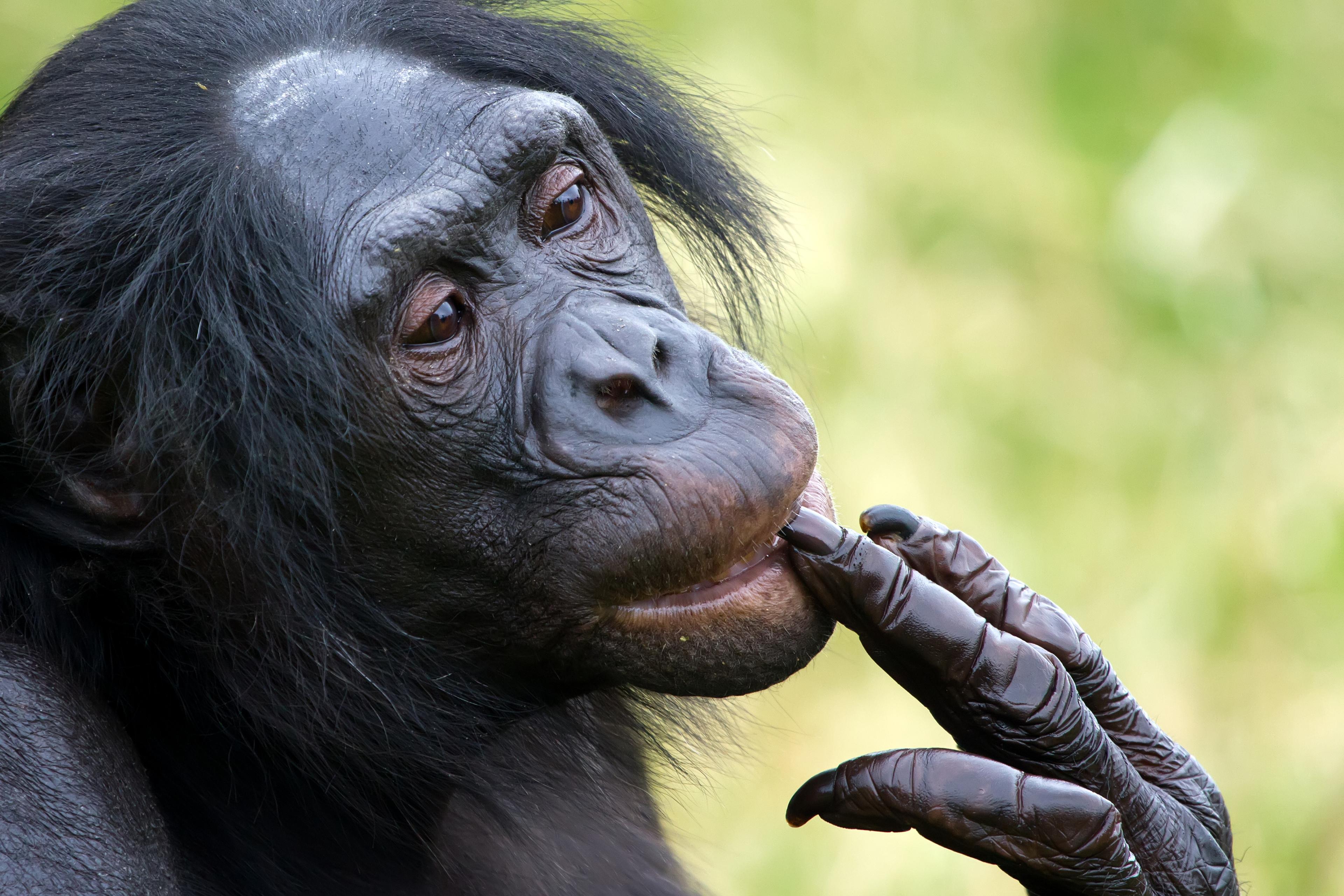 Шимпанзе возвращаются к прерванному разговору
