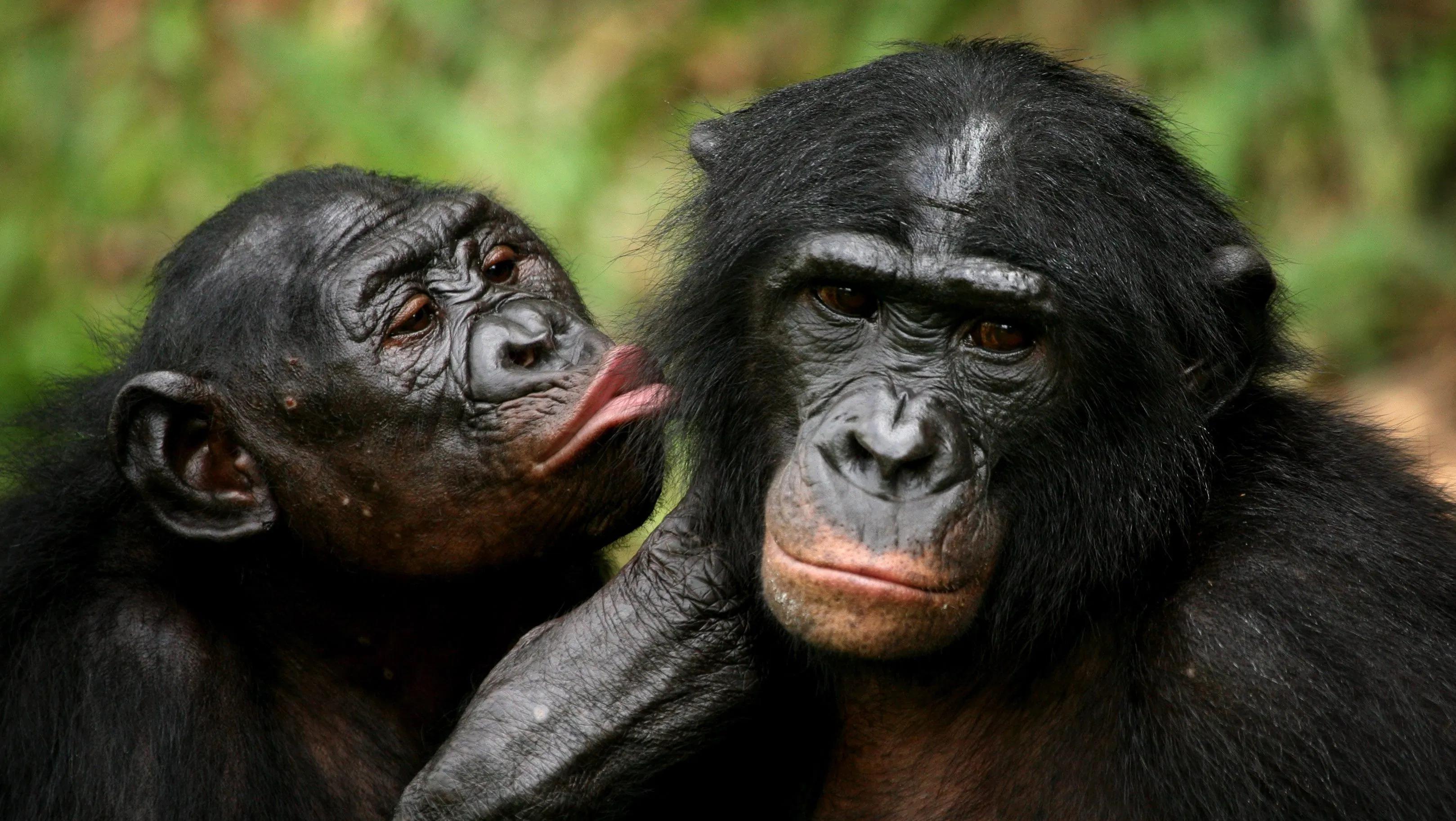 Самки бонобо «врут» ради мирной жизни