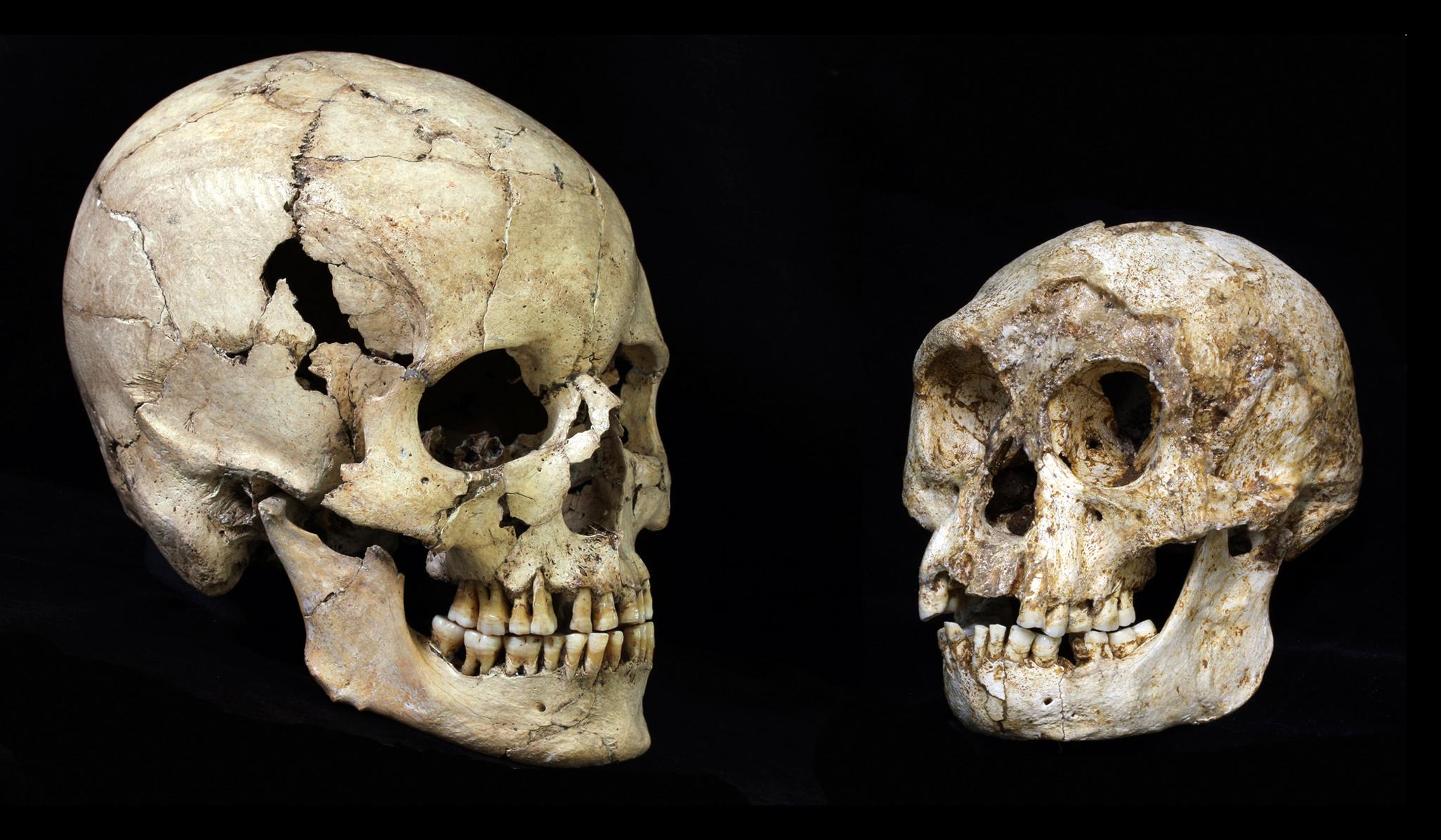 Островная лисица пролила свет на эволюцию Homo floresiensis