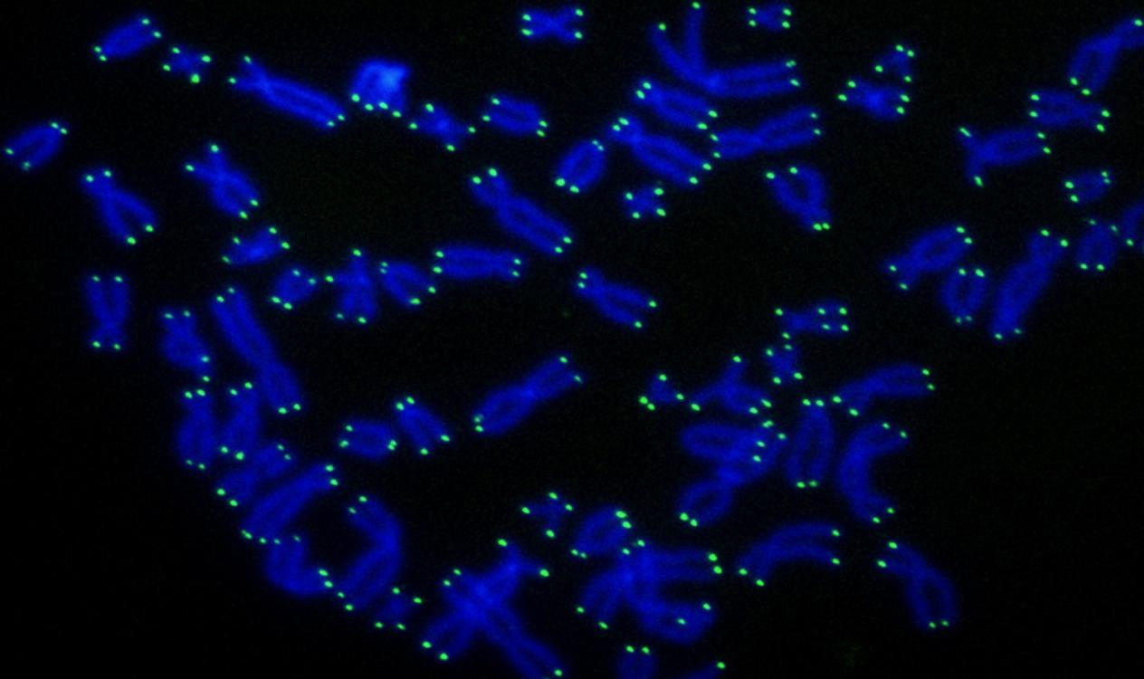 Хромосомные хвосты как защита от рака