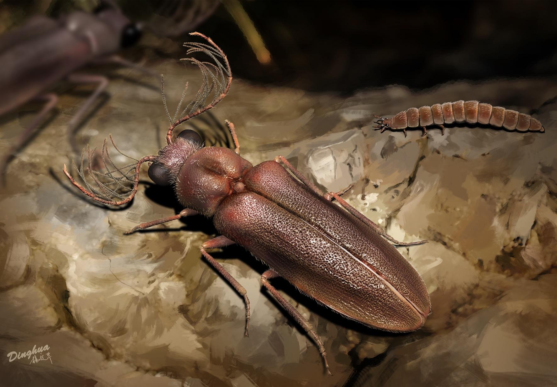 Светящиеся жуки появились уже 99 миллионов лет назад