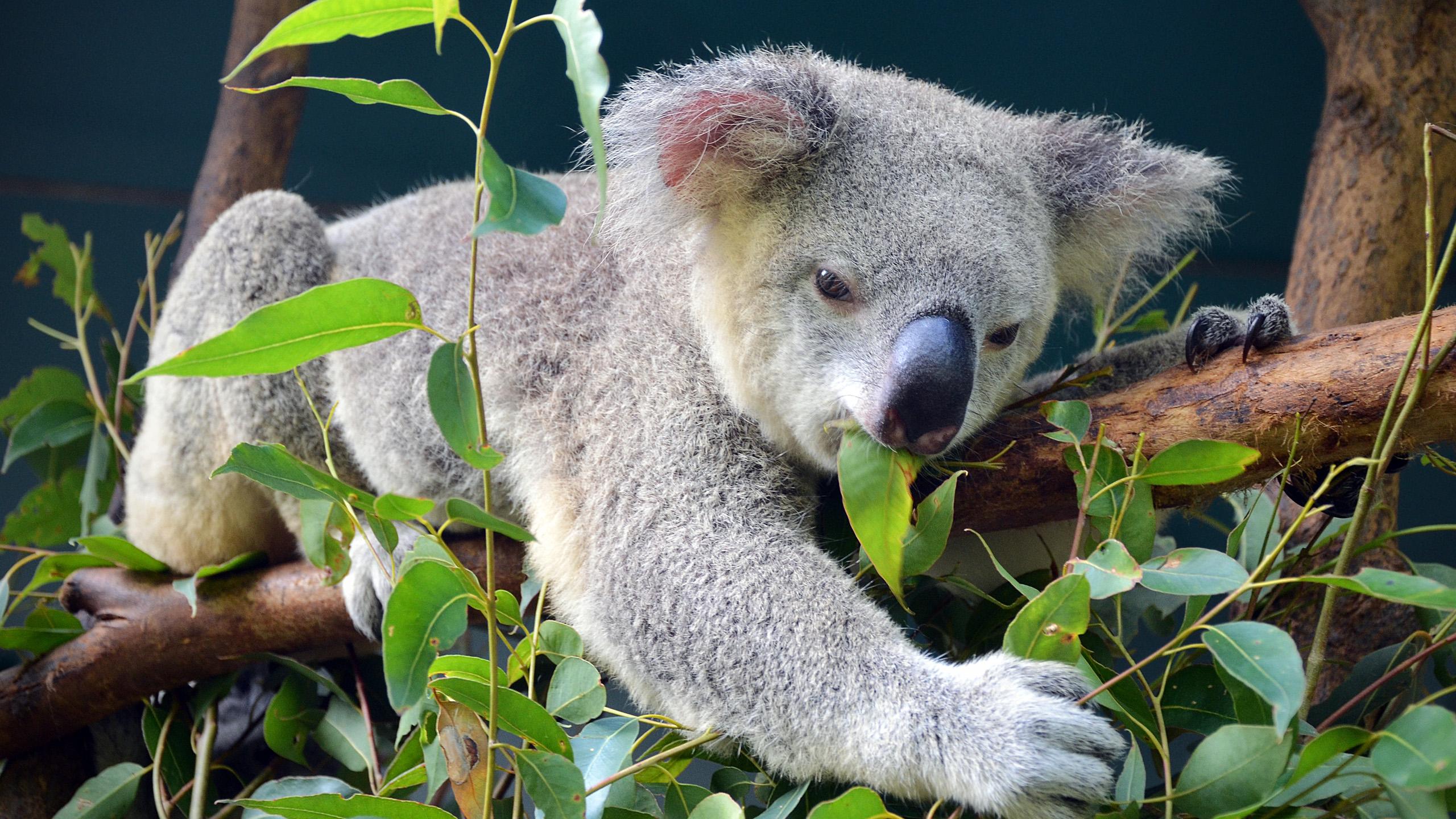 Контрацепция коал спасла эвкалипт от вымирания
